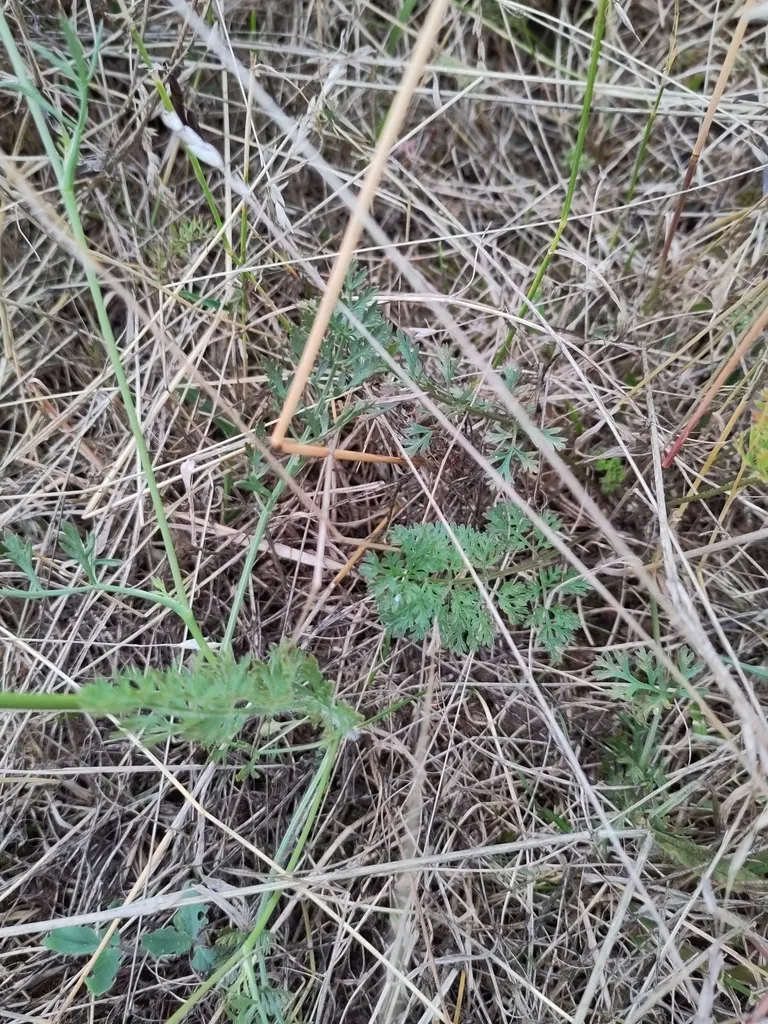Carrot (Daucus Carota) — while the roots can grow up to 3 inches wide and 10 inches long; it is essential to provide well-draining soil with a deep