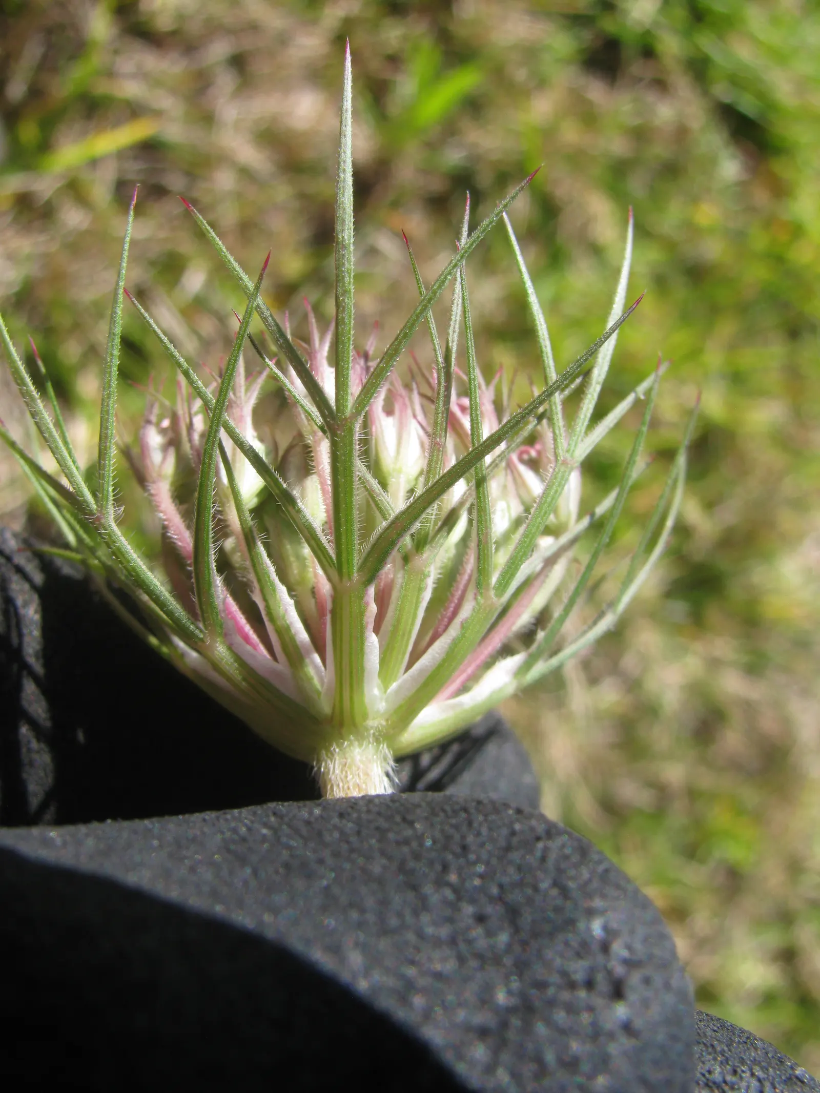 Carrot (Daucus Carota) — but can tolerate partial shade; and can reach lengths of up to 12 to 14 inches, image 130