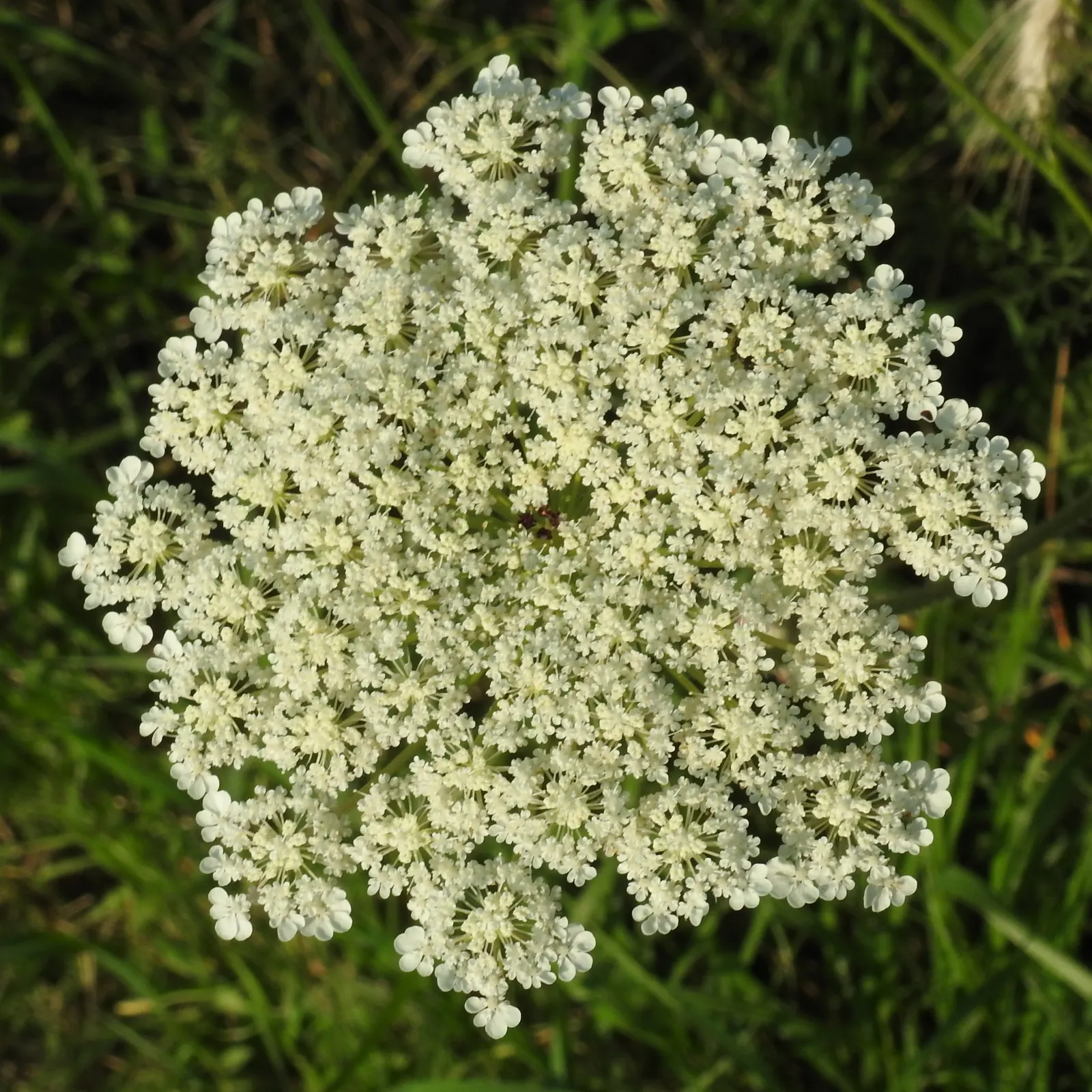 Carrot (Daucus Carota) — vegetable for full; they are best planted in early spring and can also endure a fall planting for a late harvest, image 81
