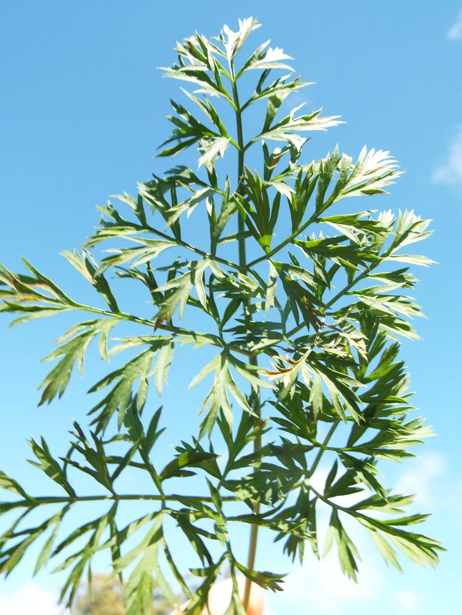 Carrot (Daucus Carota) — which may result in longer maturation times