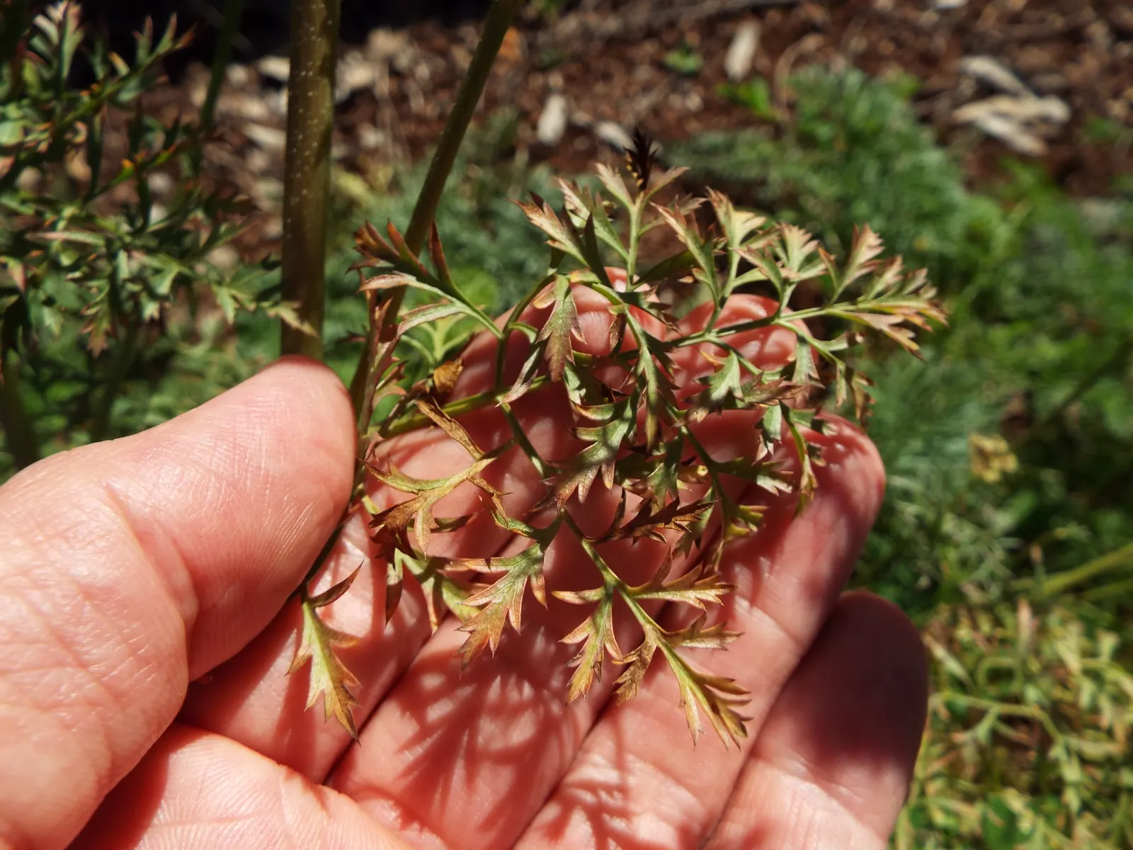Carrot (Daucus Carota) — though cultivars also exhibit purple; feathery leaves emanating from a rosette, image 64