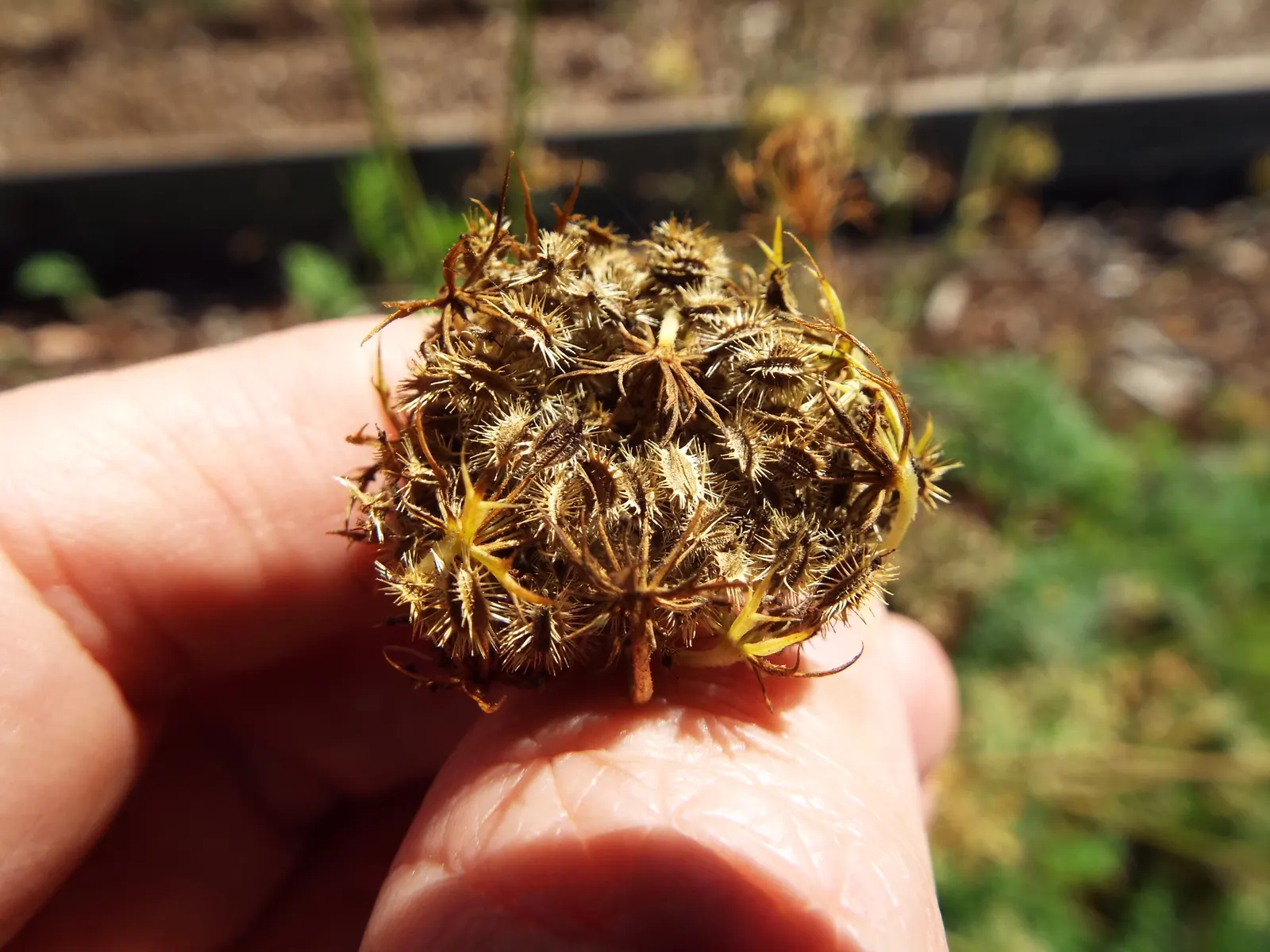 Carrot (Daucus Carota) — is a biennial plant commonly grown as an annual for its tapering orange root; prefers full sun and well-drained soil, image 163