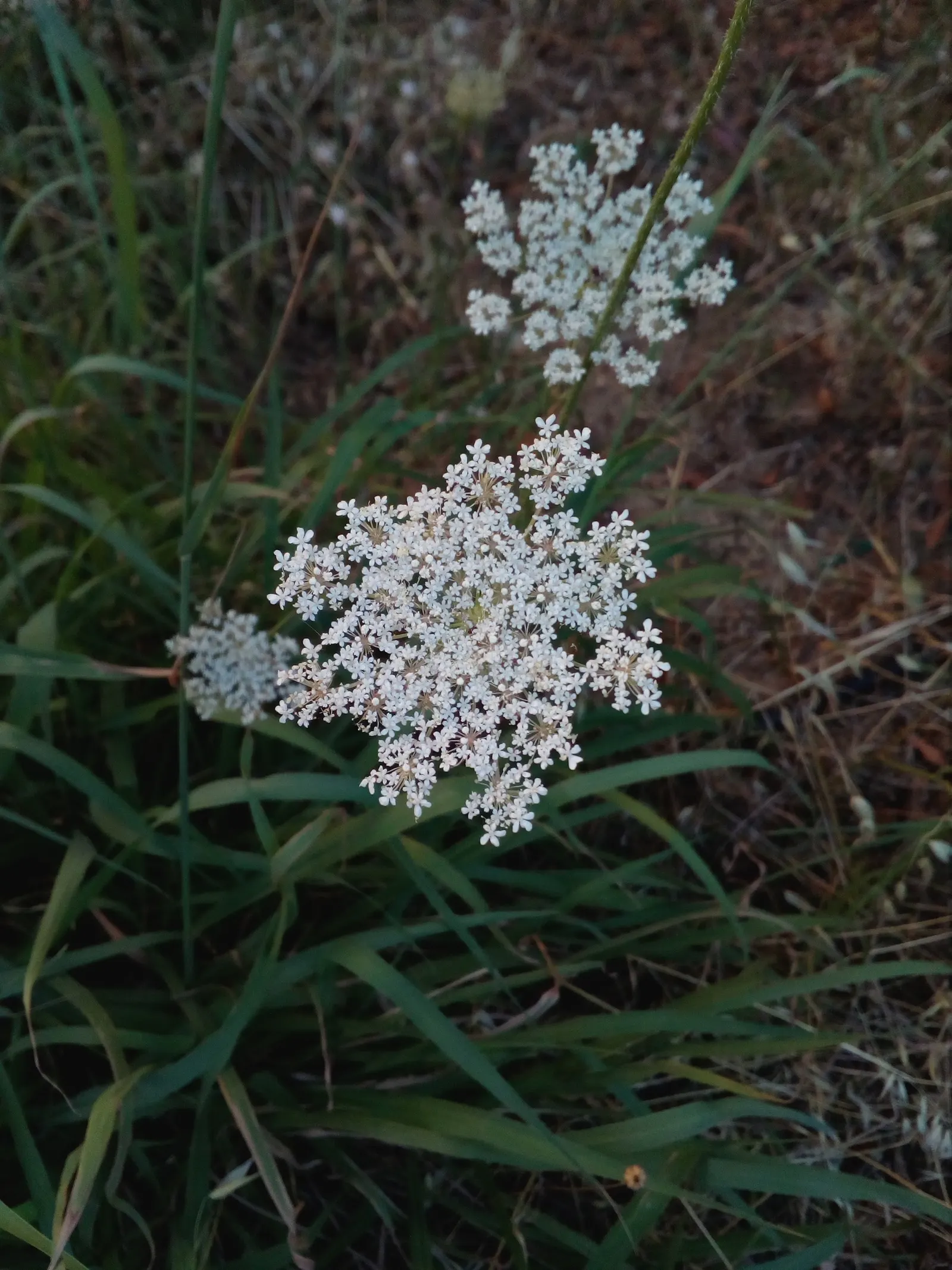 Carrot (Daucus Carota) — loose structure to accommodate their growth; but can tolerate partial shade, image 100