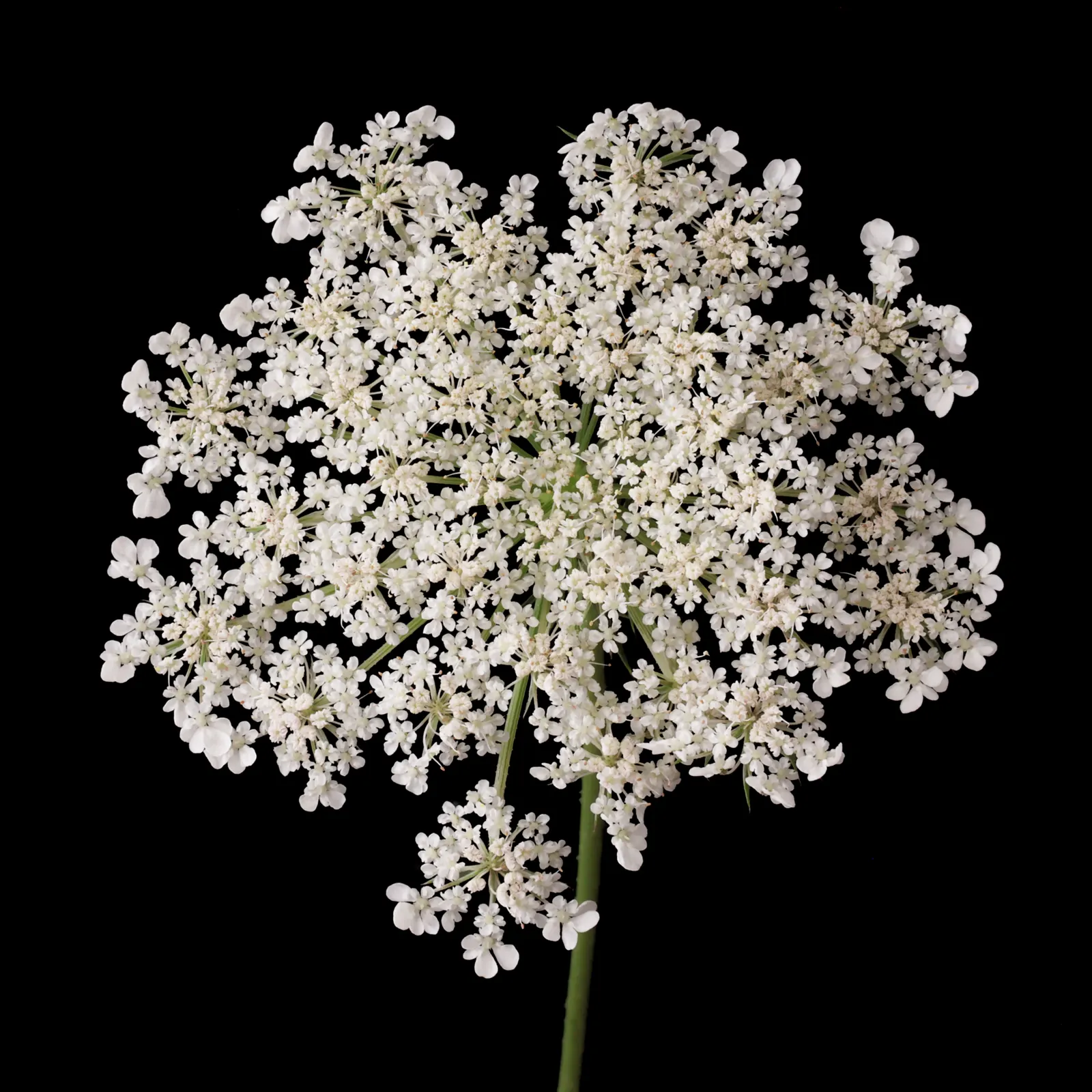 Carrot (Daucus Carota) — commonly known as the carrot; the foliage reaches heights of about 12 inches, image 87