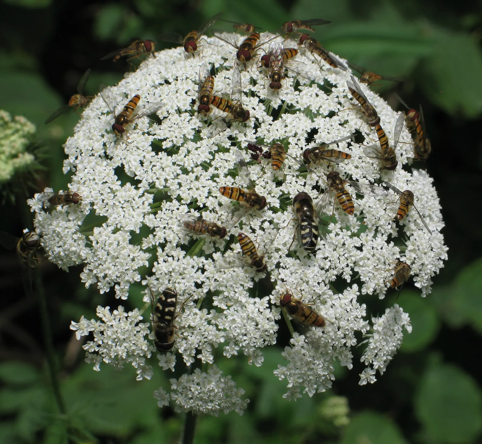 Carrot (Daucus Carota) — while the roots can grow up to 3 inches wide and 10 inches long