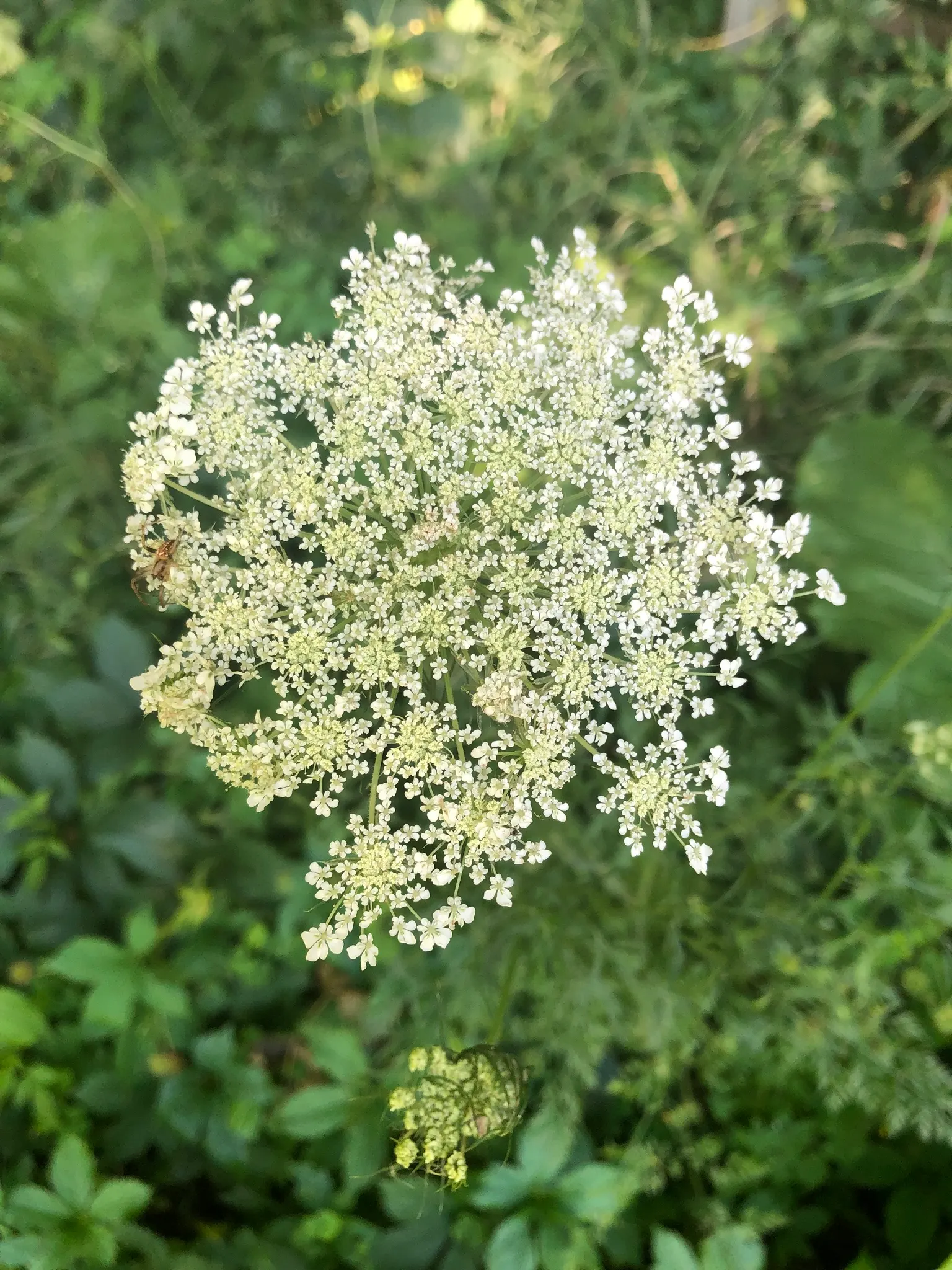 Carrot (Daucus Carota) — When designing for carrots; often grown as an annual in home gardens for its edible taproots