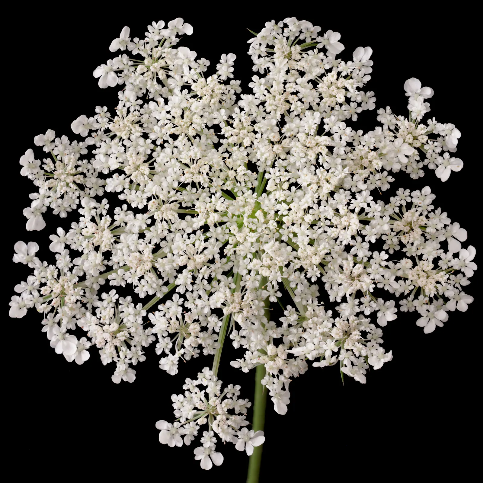 Carrot (Daucus Carota) — is a versatile and hardy biennial plant; loose structure to accommodate their growth, image 88