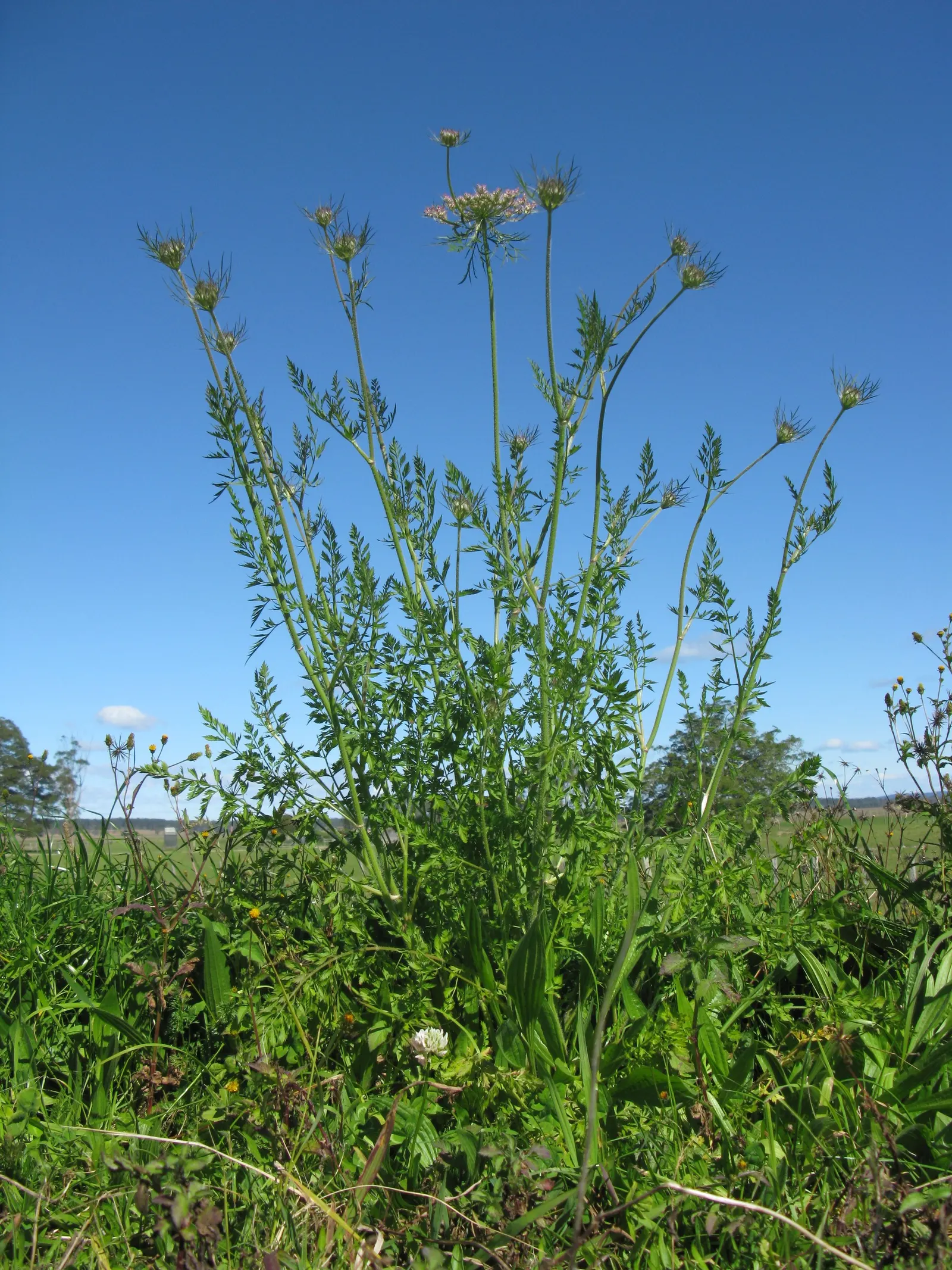 Carrot (Daucus Carota) — they are best planted in early spring and can also endure a fall planting for a late harvest