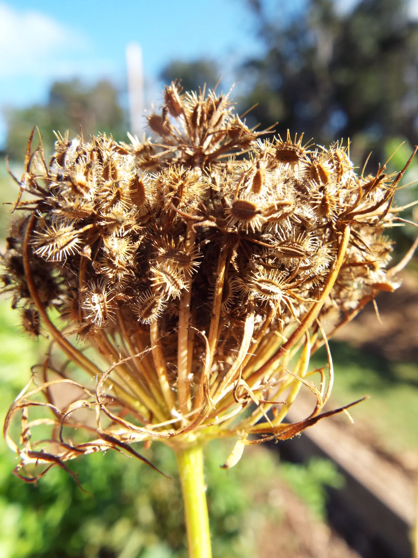 Carrot (Daucus Carota) — it is essential to provide well-draining soil with a deep; generally falling within 2 to 3 inches in diameter
