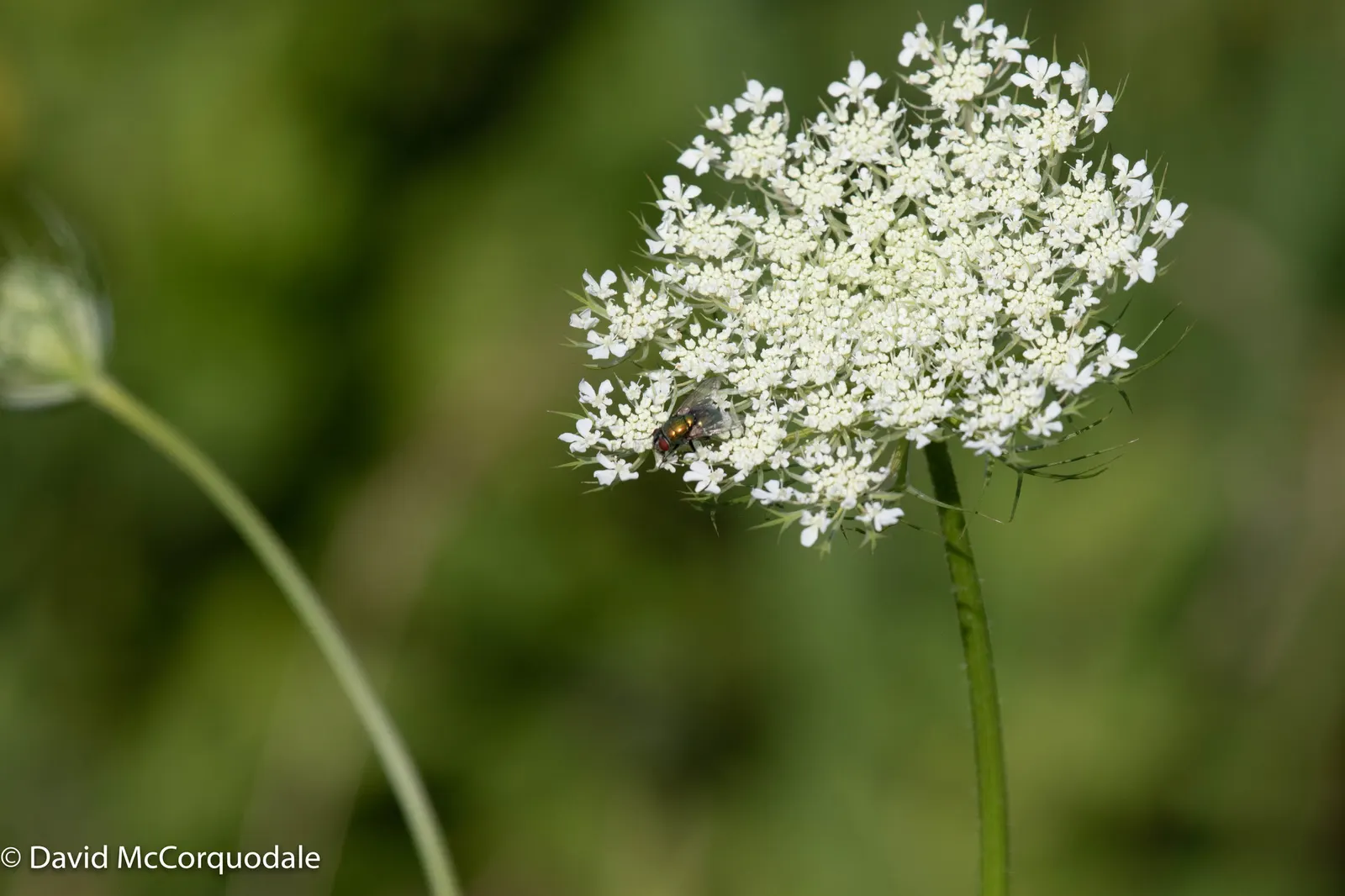Carrot (Daucus Carota) — they are best planted in early spring and can also endure a fall planting for a late harvest; while the roots can grow up, image 132