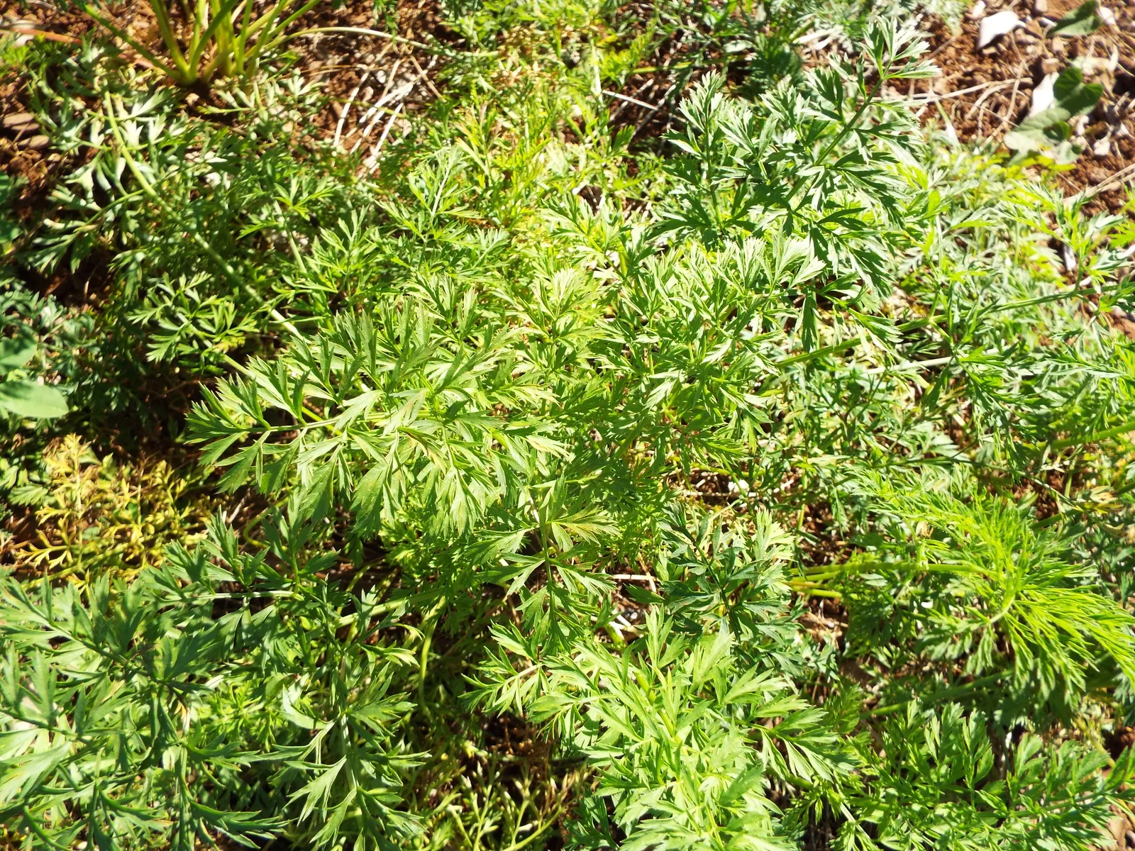 Carrot (Daucus Carota) — feathery leaves emanating from a rosette; is a versatile and hardy biennial plant