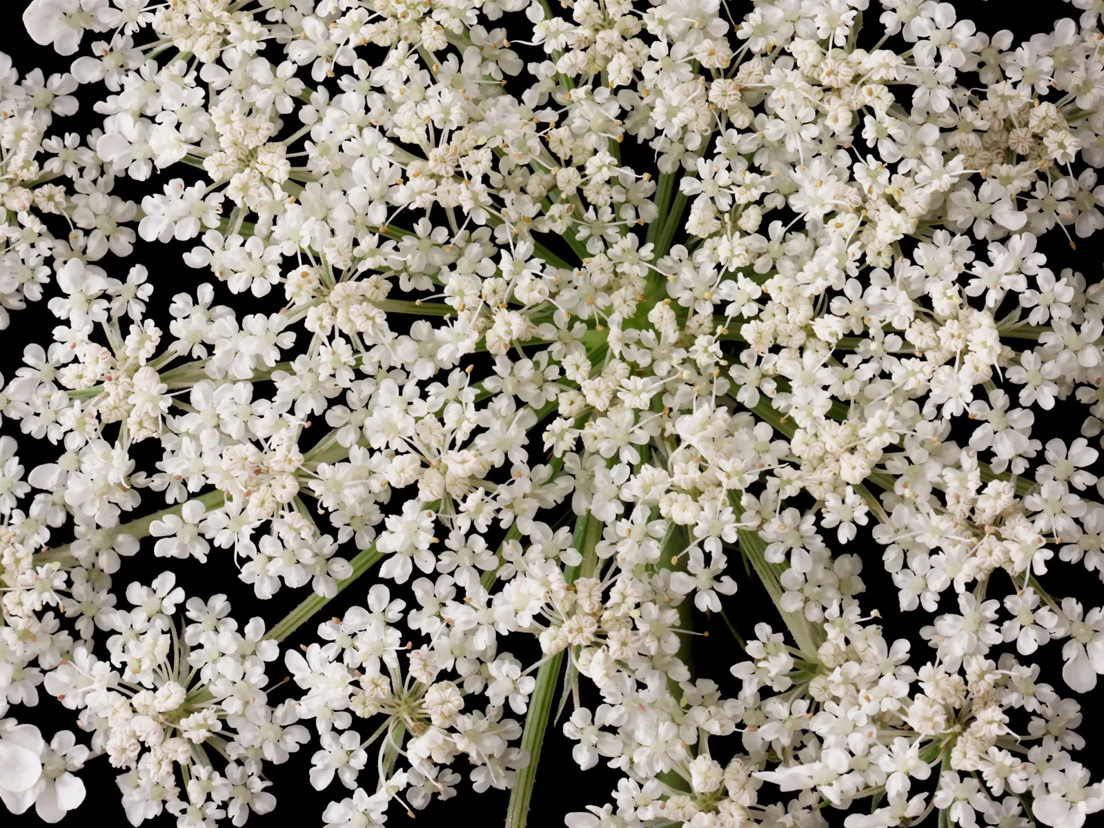 Carrot (Daucus Carota) — vegetable for full; they are best planted in early spring and can also endure a fall planting for a late harvest, image 162