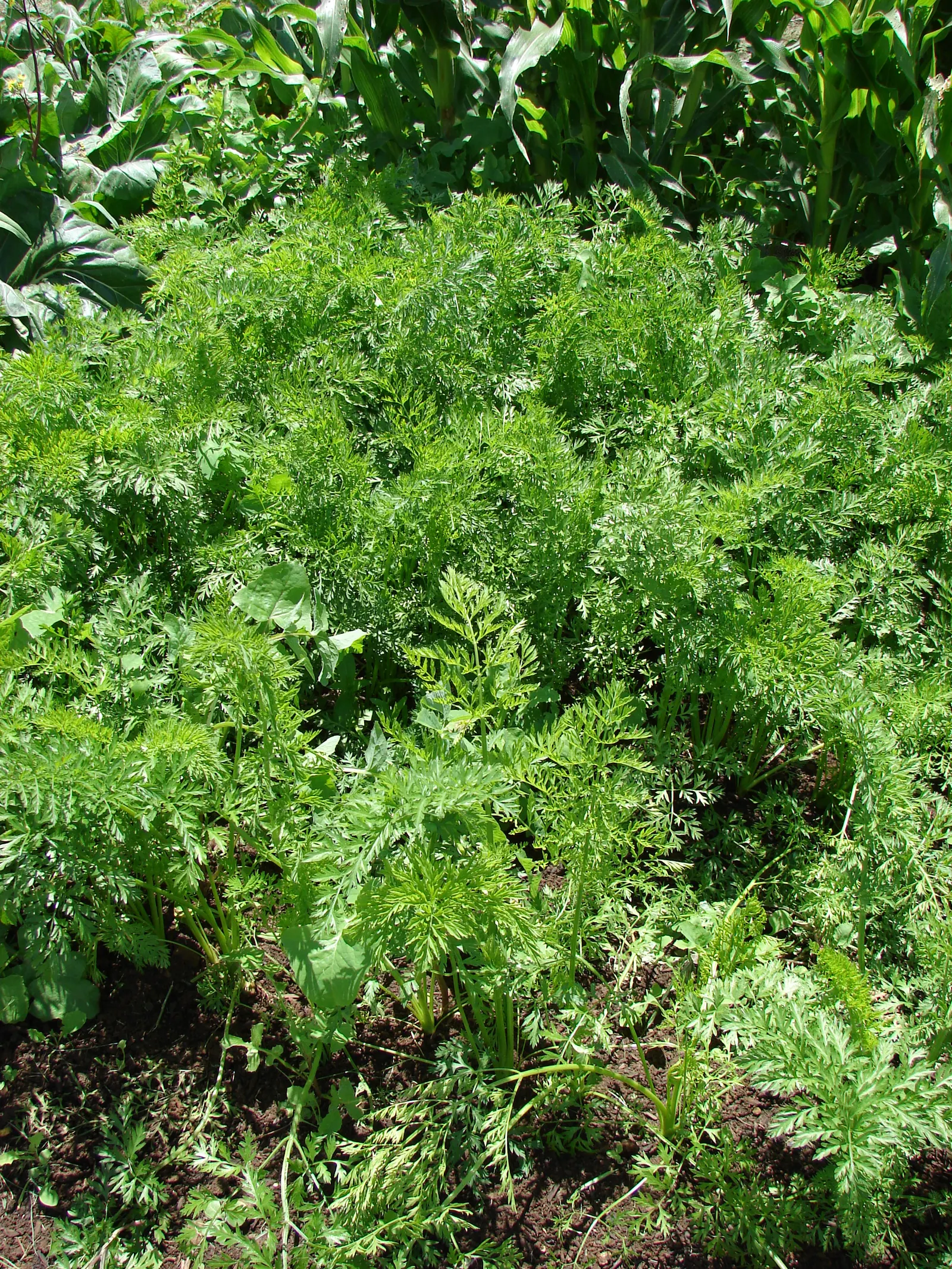 Carrot (Daucus Carota) — ideally with a pH between 6.0 and 6.8.<br><br>Carrots thrive in full sun; the feathery foliage reaches 12 inches high, image 74