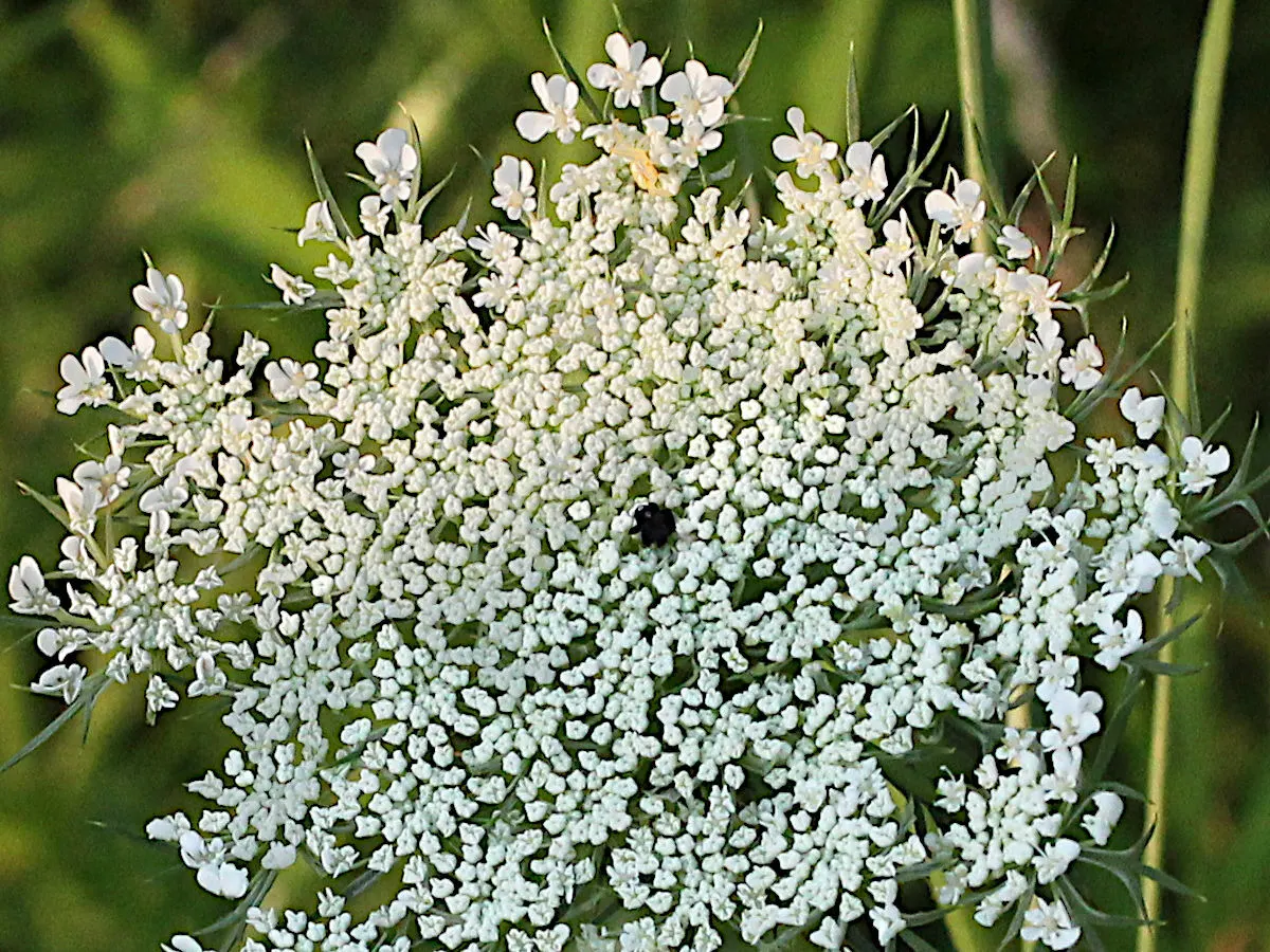 Carrot (Daucus Carota) — they are best planted in early spring and can also endure a fall planting for a late harvest; while the roots can grow up, image 78