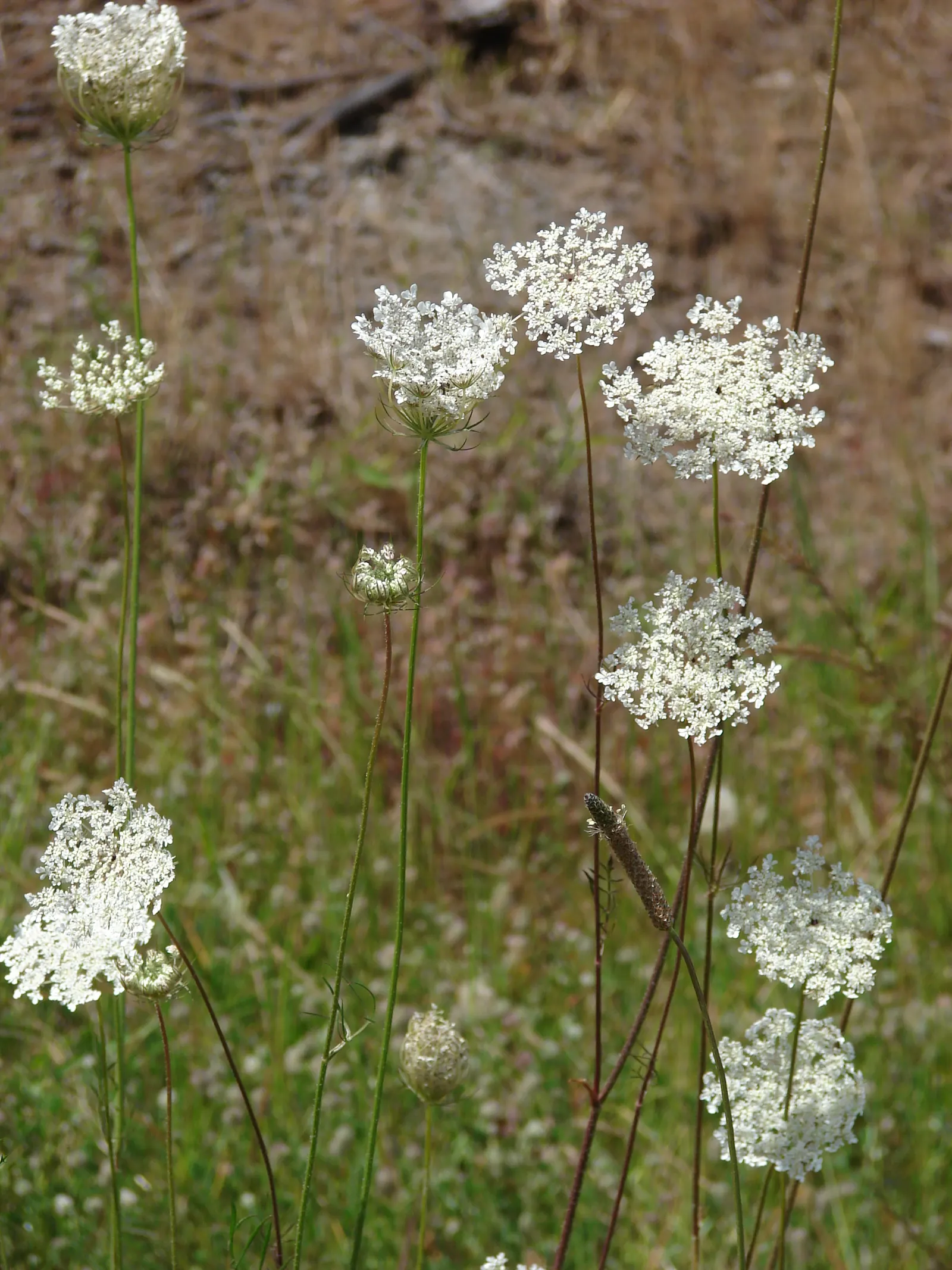 Carrot (Daucus Carota) — is a versatile and hardy biennial plant; loose structure to accommodate their growth, image 61