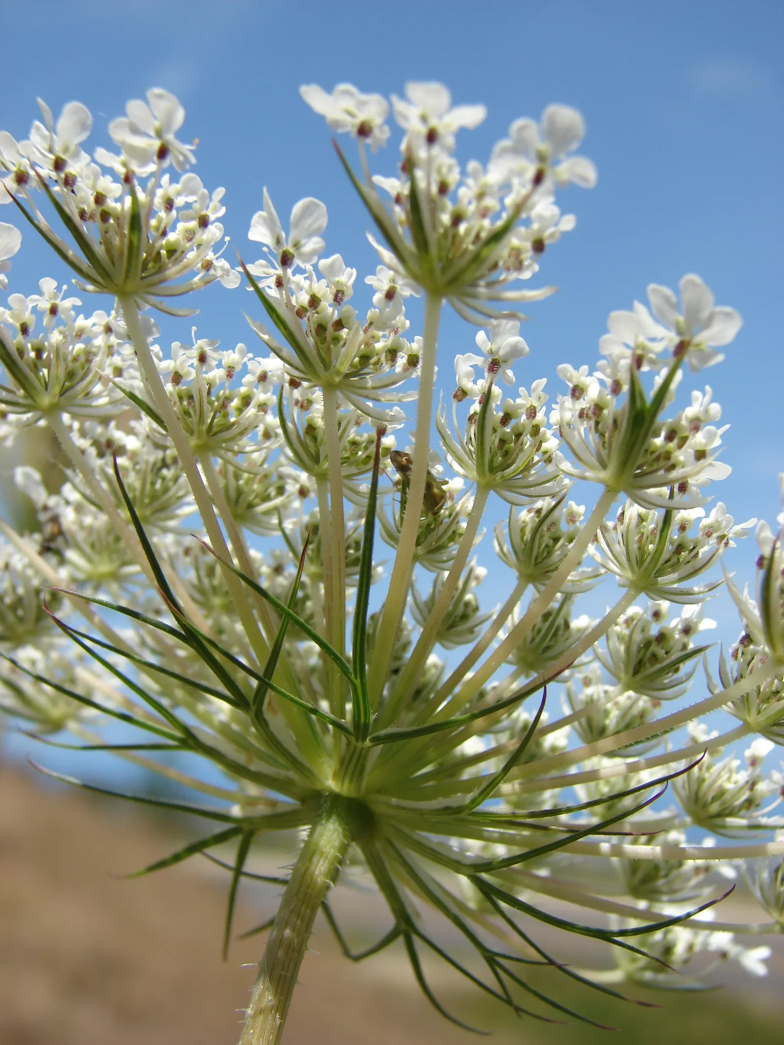 Carrot (Daucus Carota) — commonly known as the carrot