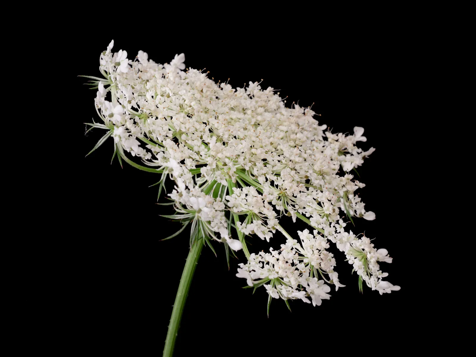 Carrot (Daucus Carota) — though cultivars also exhibit purple