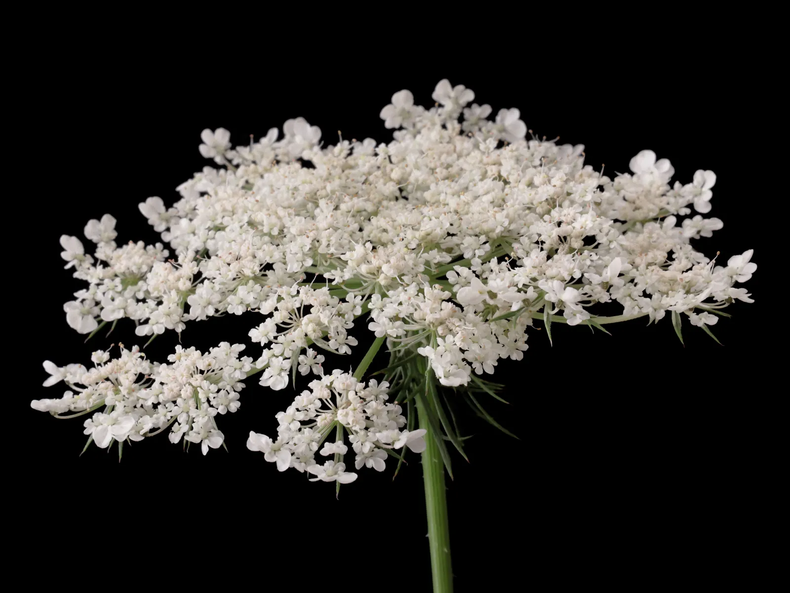 Carrot (Daucus Carota) — Prefers full sun and well-drained soil; and light mulching help maintain even soil moisture and temperature, image 139