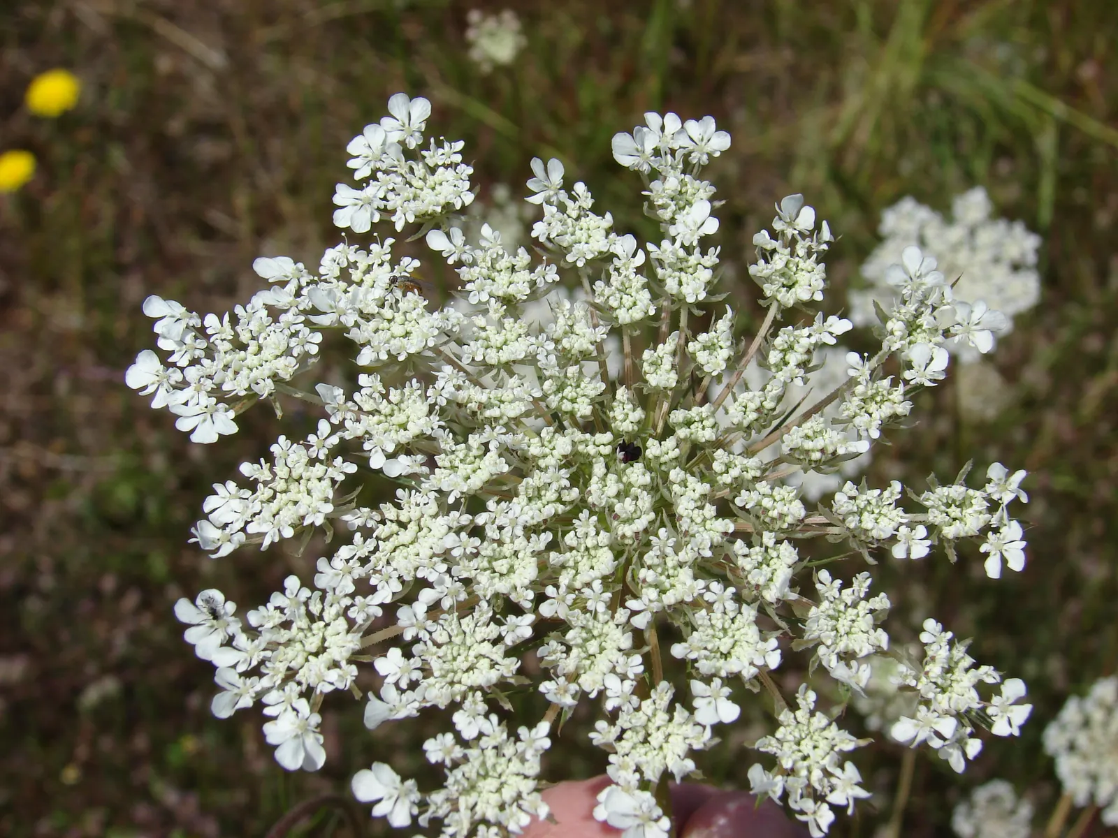 Carrot (Daucus Carota) — commonly known as the carrot; the foliage reaches heights of about 12 inches, image 114