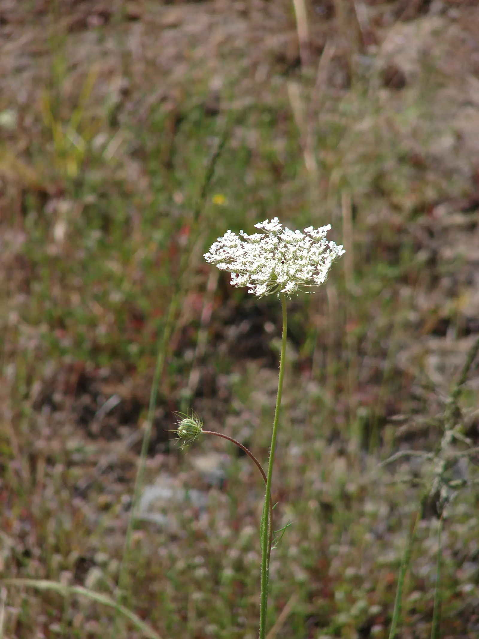 Carrot (Daucus Carota) — Prefers full sun and well-drained soil; and light mulching help maintain even soil moisture and temperature, image 112
