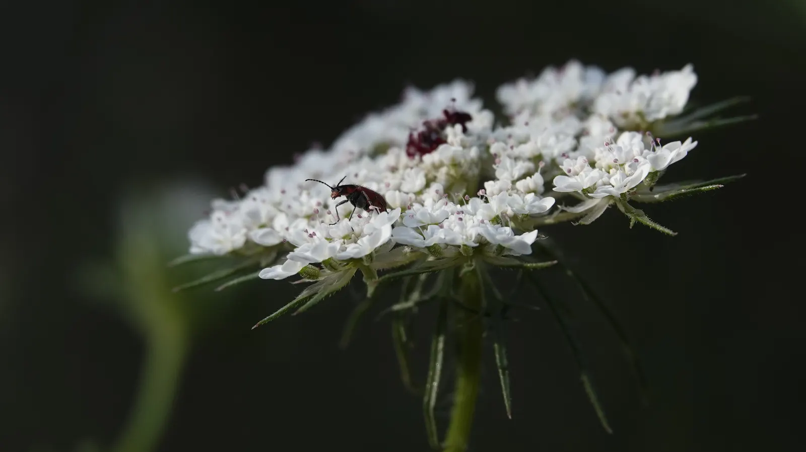 Carrot (Daucus Carota) — Prefers full sun and well-drained soil; and light mulching help maintain even soil moisture and temperature