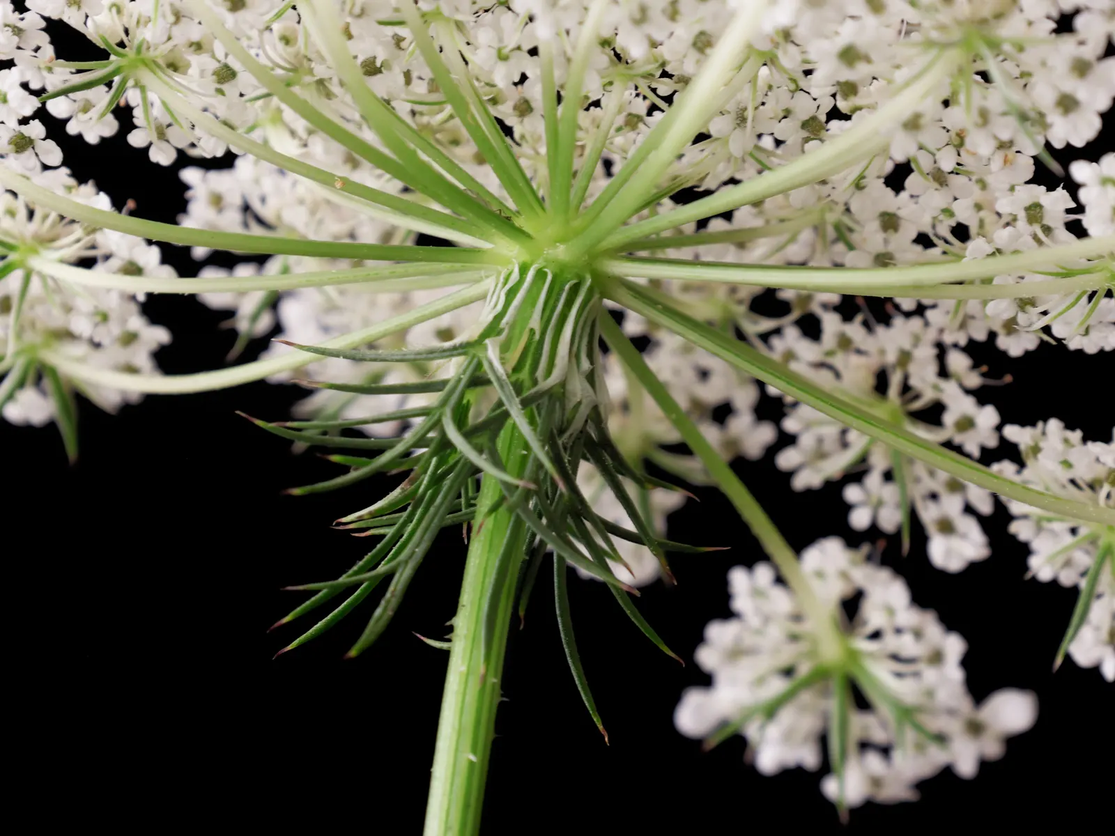 Carrot (Daucus Carota) — the foliage reaches heights of about 12 inches; vegetable for full