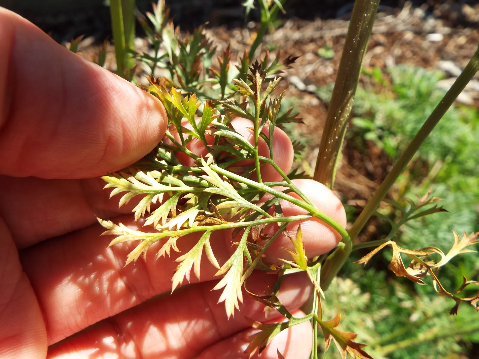 Carrot (Daucus Carota) — critical for uninterrupted root development; when designing for carrots