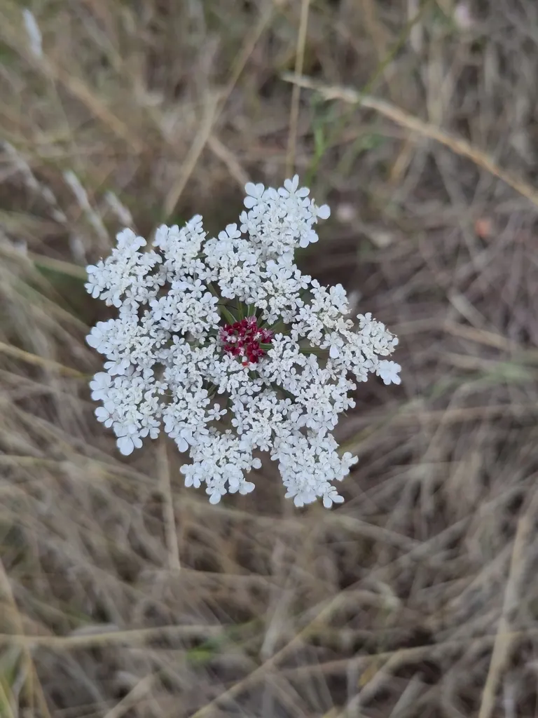 Carrot (Daucus Carota) — the foliage reaches heights of about 12 inches; vegetable for full, image 120