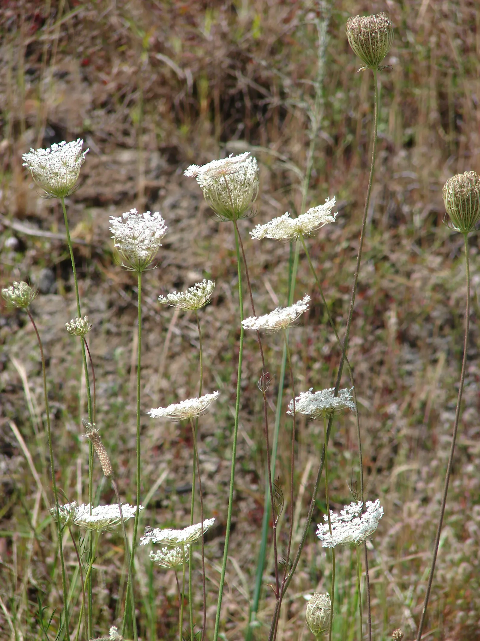 Carrot (Daucus Carota) — feathery leaves emanating from a rosette; is a versatile and hardy biennial plant, image 148