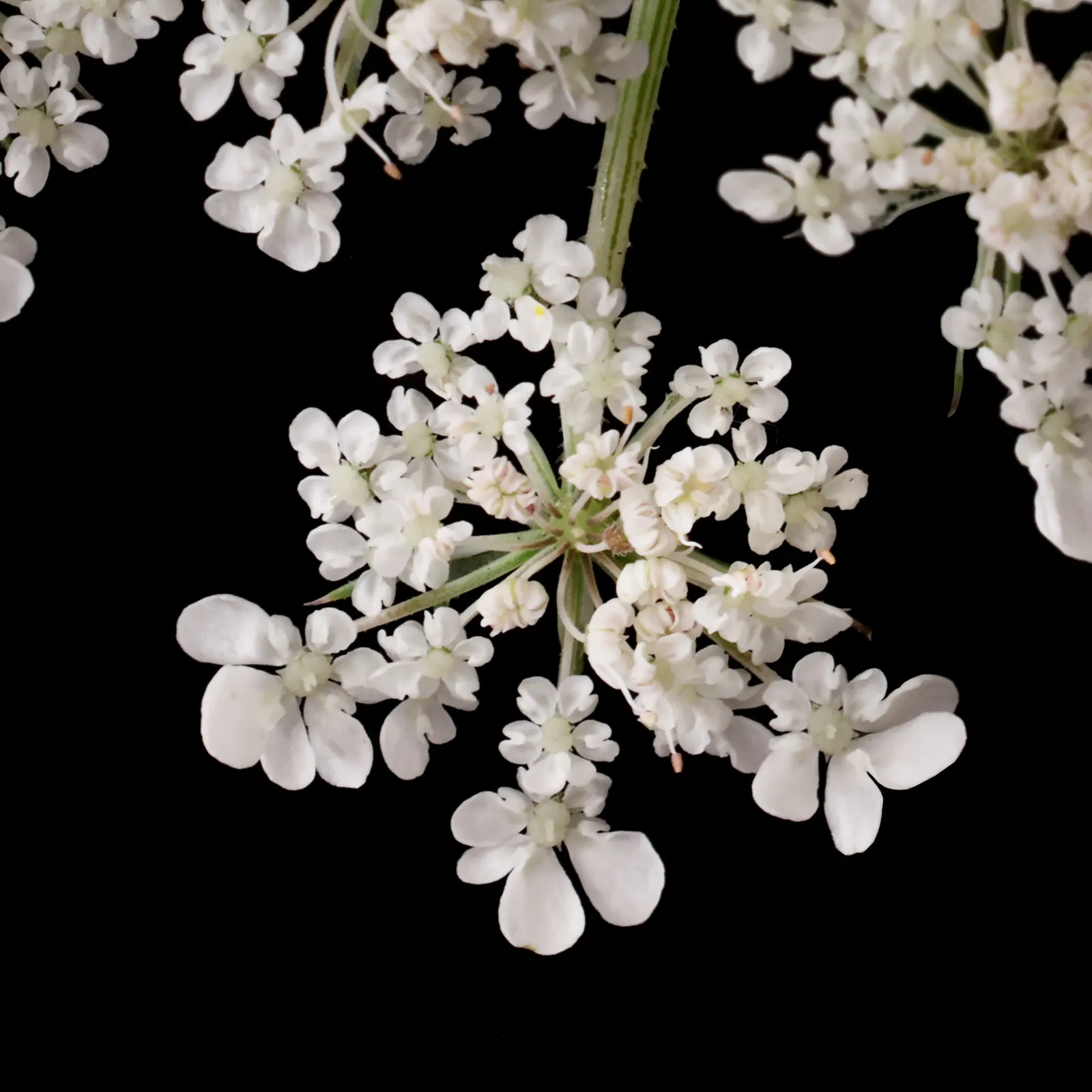 Carrot (Daucus Carota) — which may result in longer maturation times, image 158