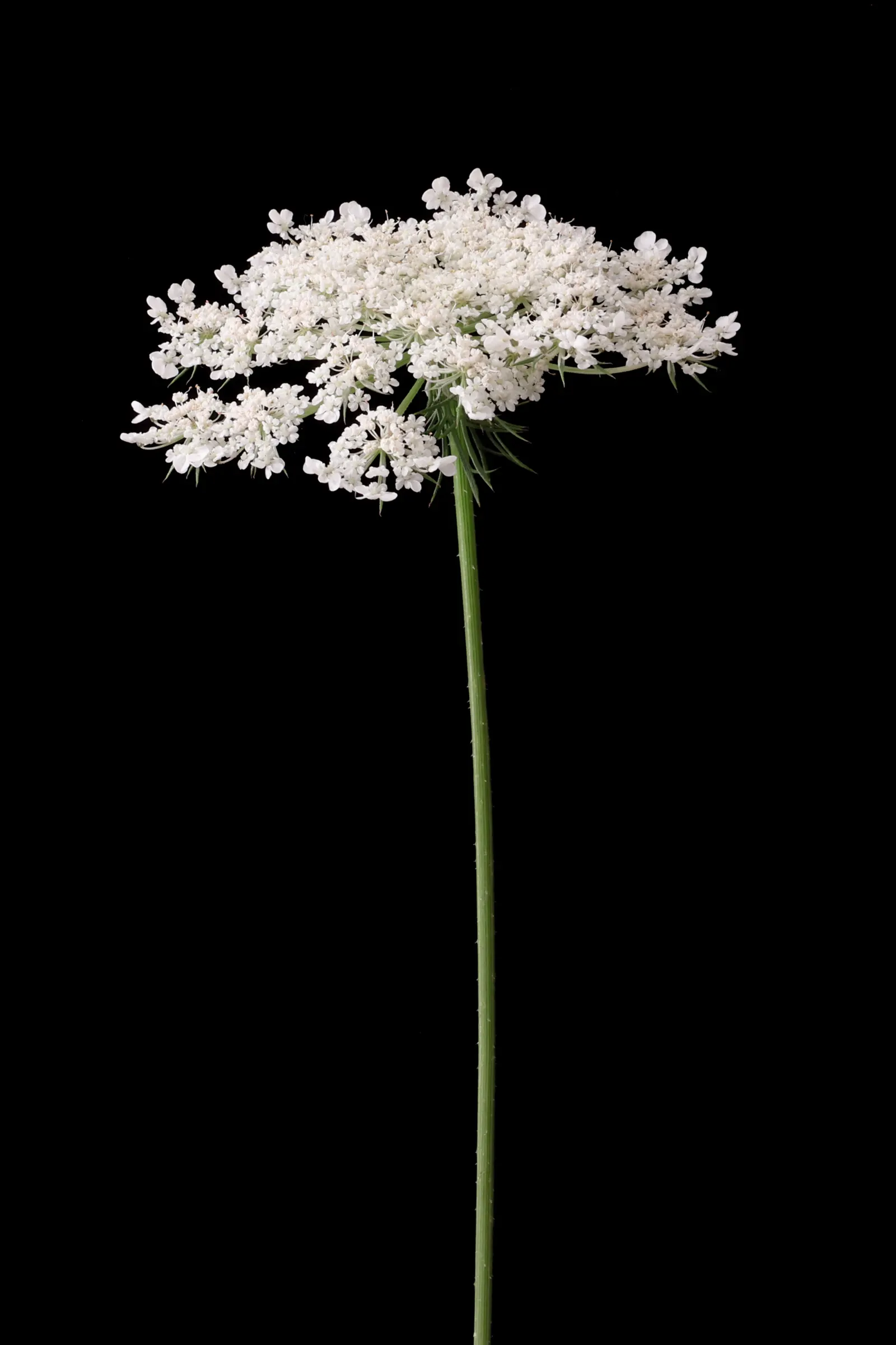 Carrot (Daucus Carota) — the foliage reaches heights of about 12 inches; vegetable for full, image 93
