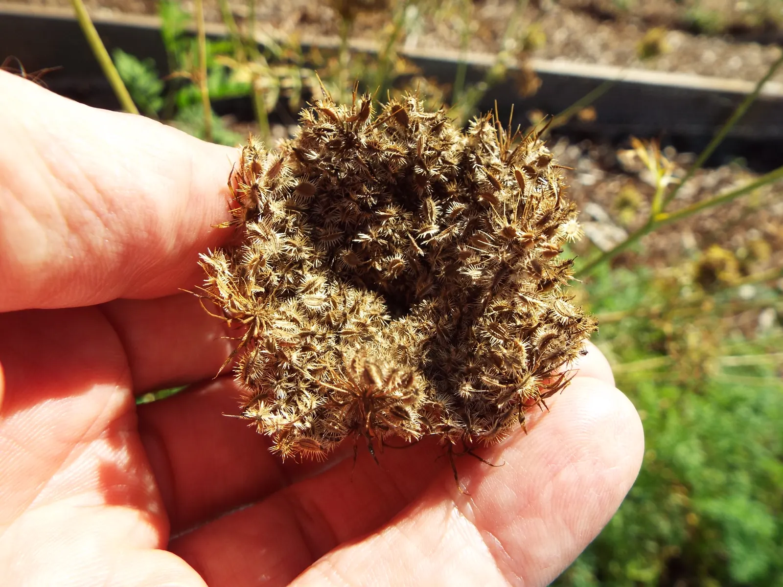 Carrot (Daucus Carota) — requiring at least 6 to 8 hours of direct sunlight daily; carrots are famed for their vibrant orange color, image 102