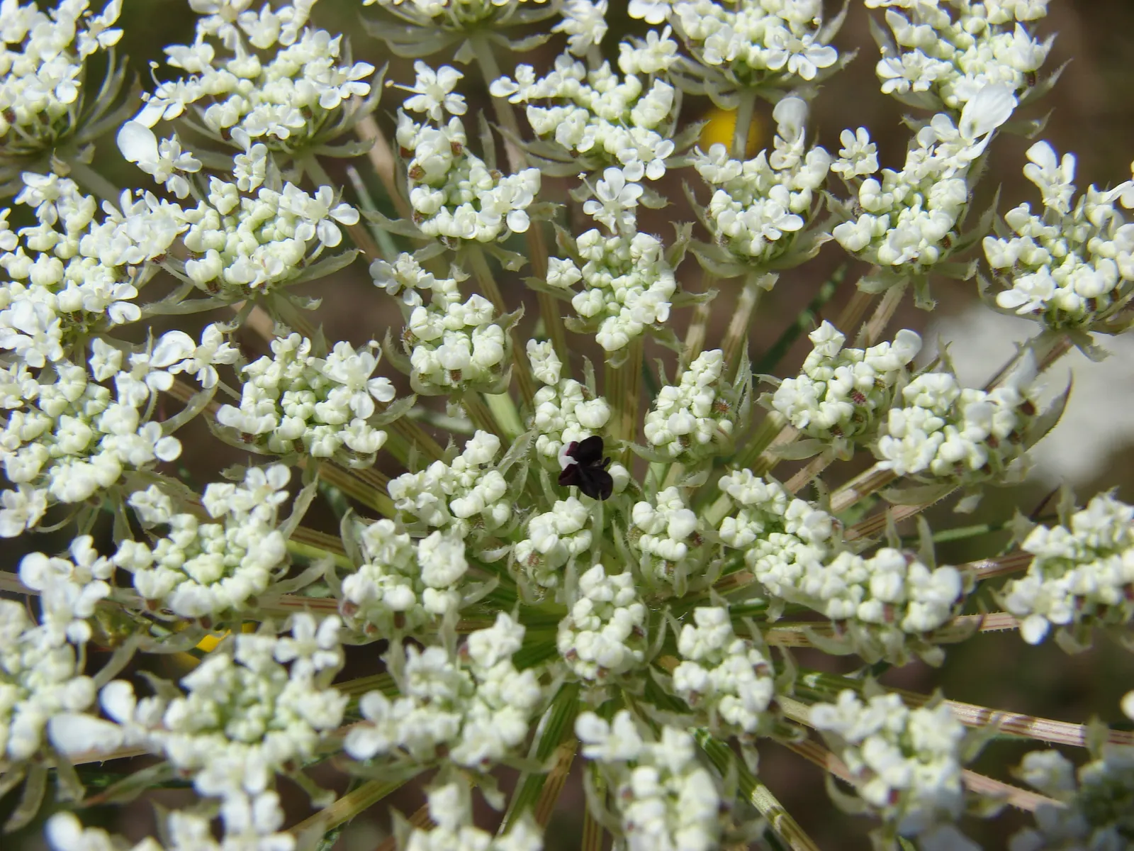 Carrot (Daucus Carota) — creating texture amidst other garden greens.<br><br>The taproots vary in size, image 122