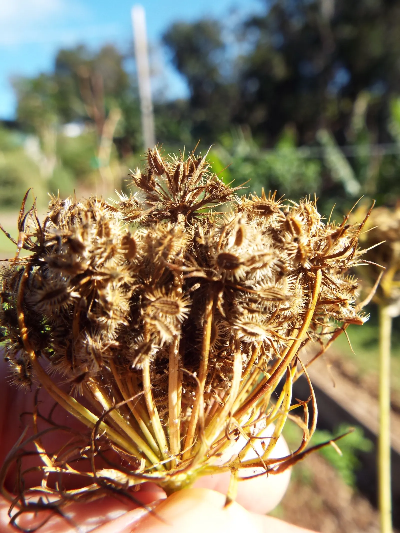 Carrot (Daucus Carota) — vegetable for full; they are best planted in early spring and can also endure a fall planting for a late harvest