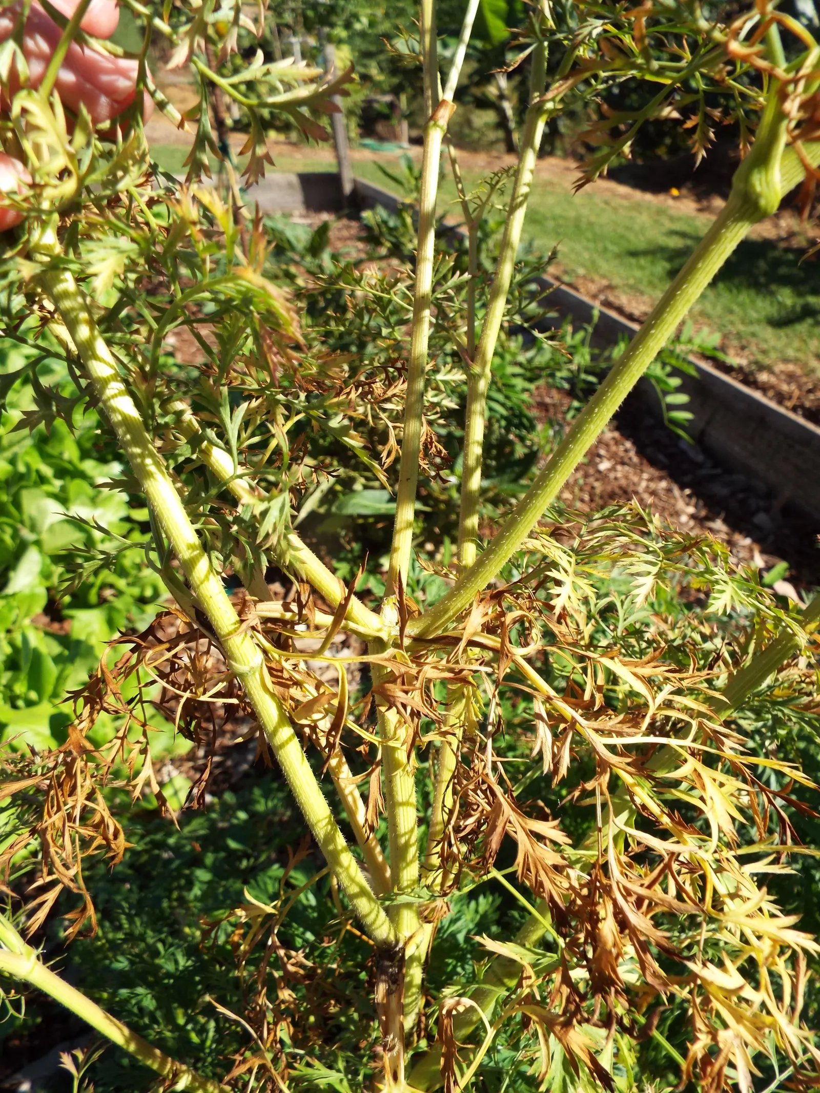 Carrot (Daucus Carota) — they are best planted in early spring and can also endure a fall planting for a late harvest; while the roots can grow up, image 105