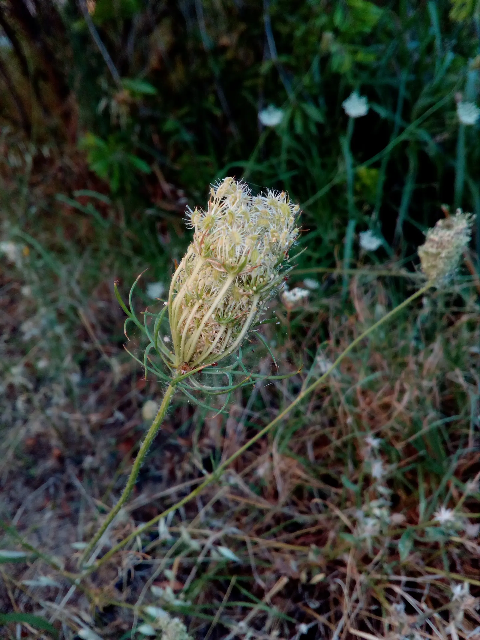 Carrot (Daucus Carota) — which may result in longer maturation times, image 77