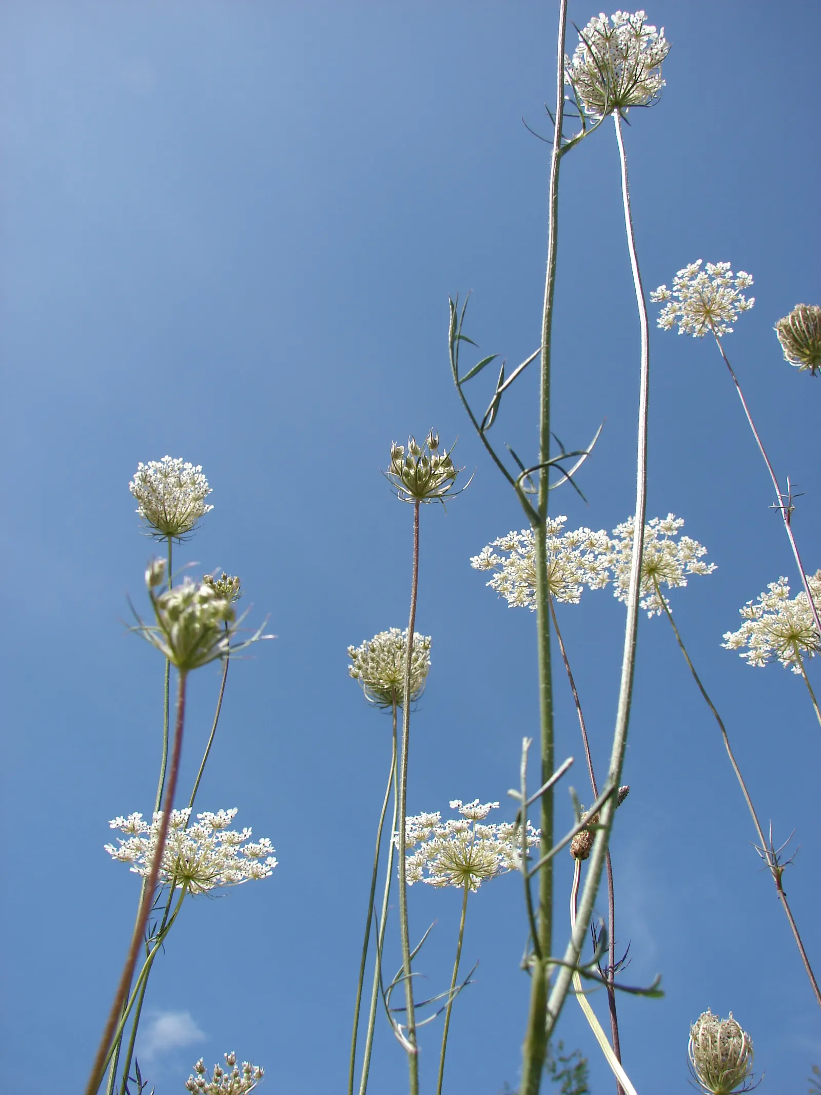 Carrot (Daucus Carota) — though cultivars also exhibit purple; feathery leaves emanating from a rosette, image 91