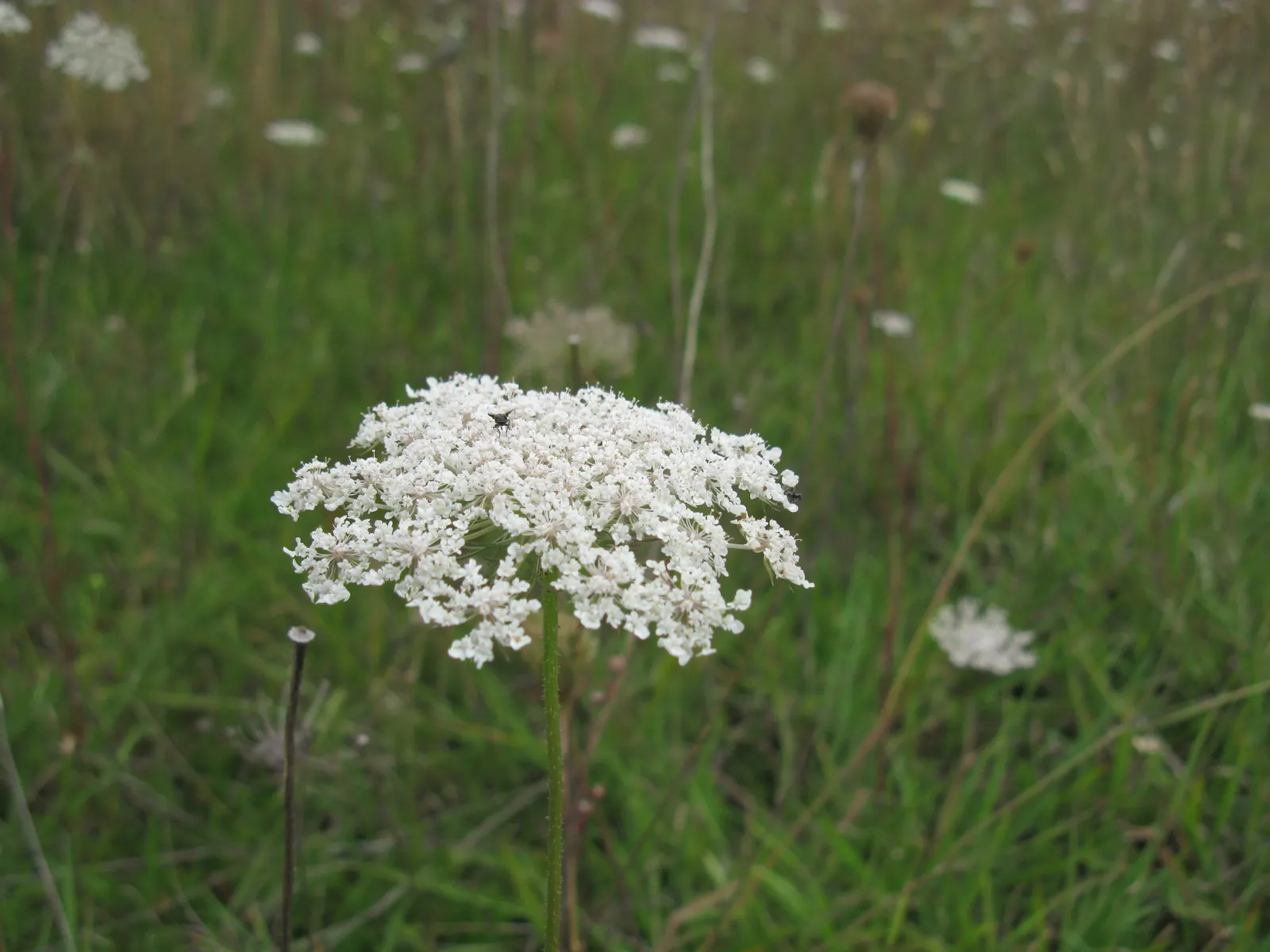 Carrot (Daucus Carota) — critical for uninterrupted root development; when designing for carrots, image 161