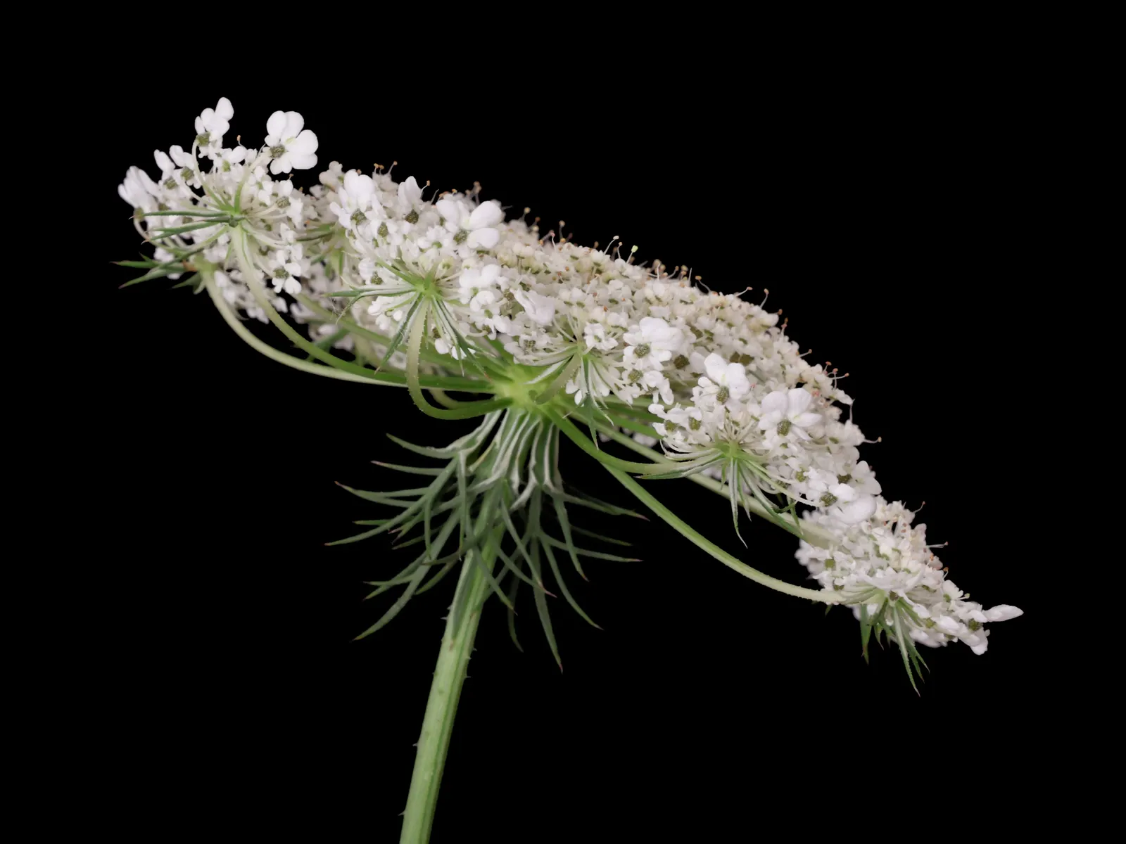 Carrot (Daucus Carota) — Carrots also produce umbel flowers in their second year, adding a subtle, lacy aesthetic to gardens