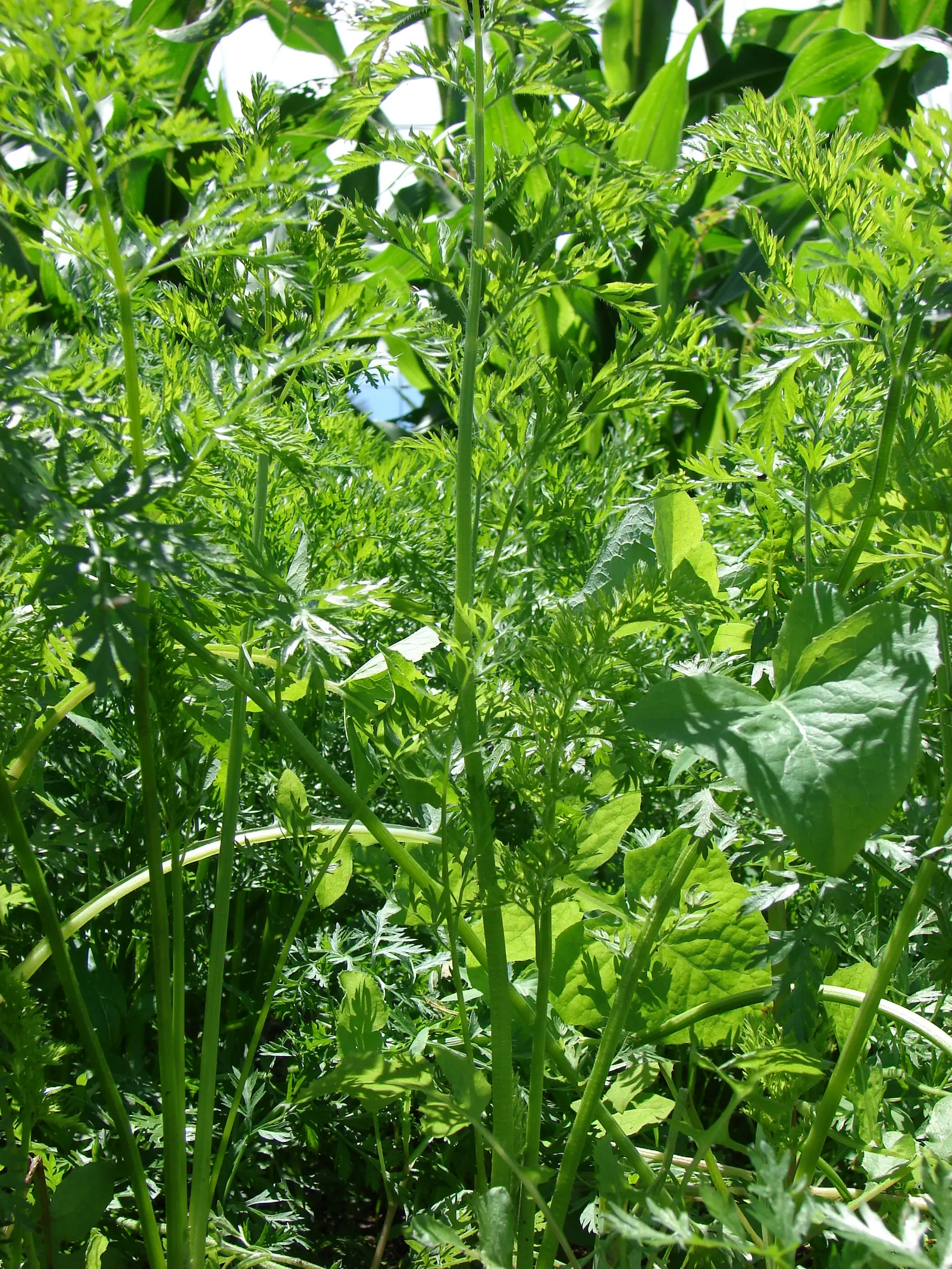 Carrot (Daucus Carota) — and light mulching help maintain even soil moisture and temperature; though cultivars also exhibit purple, image 133