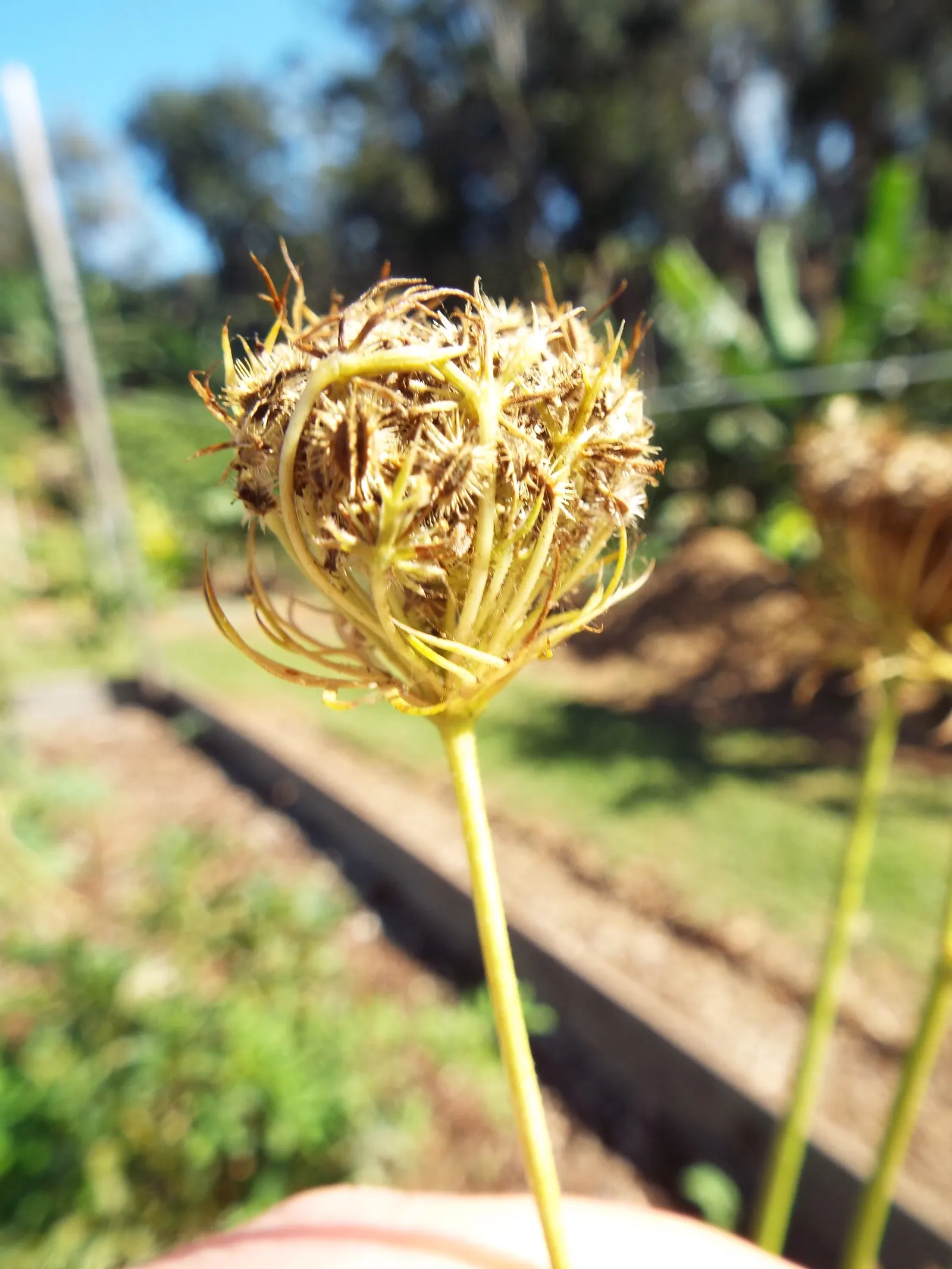 Carrot (Daucus Carota) — it is essential to provide well-draining soil with a deep; generally falling within 2 to 3 inches in diameter, image 72