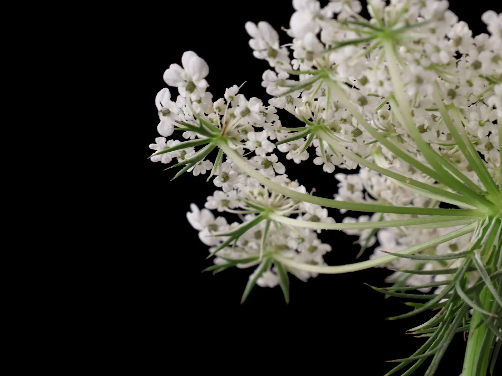 Carrot (Daucus Carota) — requiring at least 6 to 8 hours of direct sunlight daily; carrots are famed for their vibrant orange color