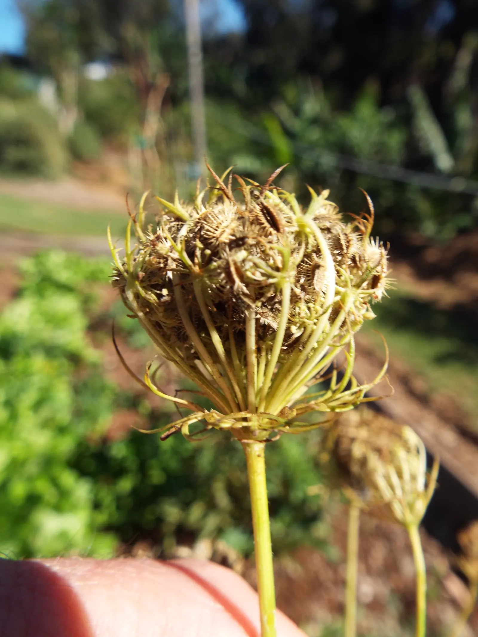 Carrot (Daucus Carota) — Carrots are famed for their vibrant orange color; commonly known as the carrot, image 90
