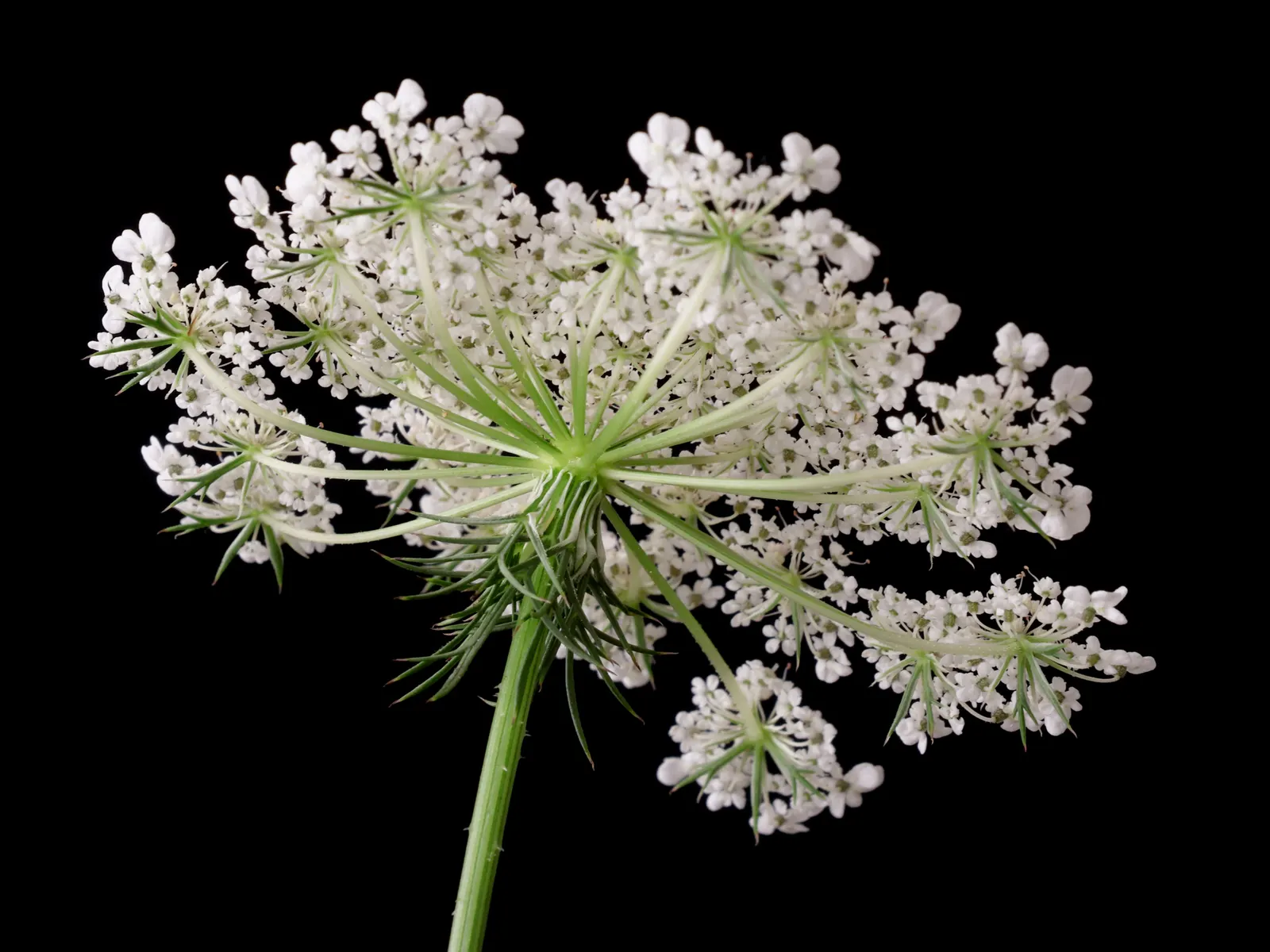 Carrot (Daucus Carota) — loose structure to accommodate their growth; but can tolerate partial shade, image 154