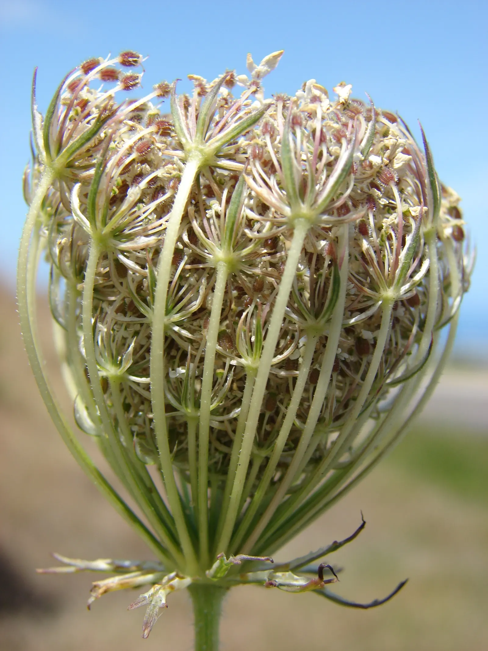 Carrot (Daucus Carota) — the foliage reaches heights of about 12 inches; vegetable for full, image 147