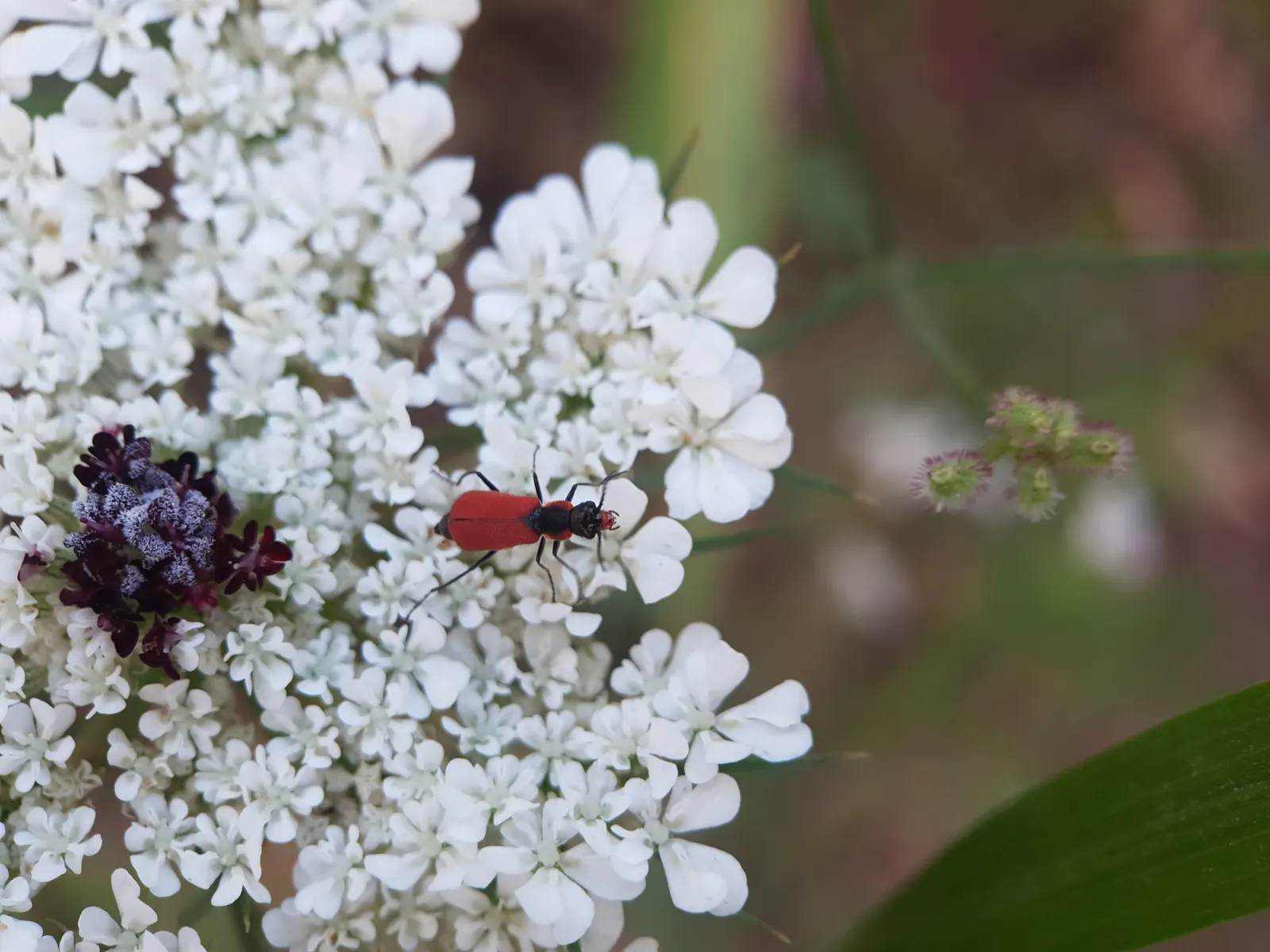 Carrot (Daucus Carota) — Prefers full sun and well-drained soil; and light mulching help maintain even soil moisture and temperature, image 58