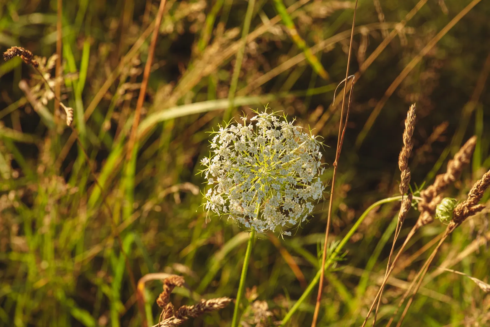 Carrot (Daucus Carota) — When designing for carrots