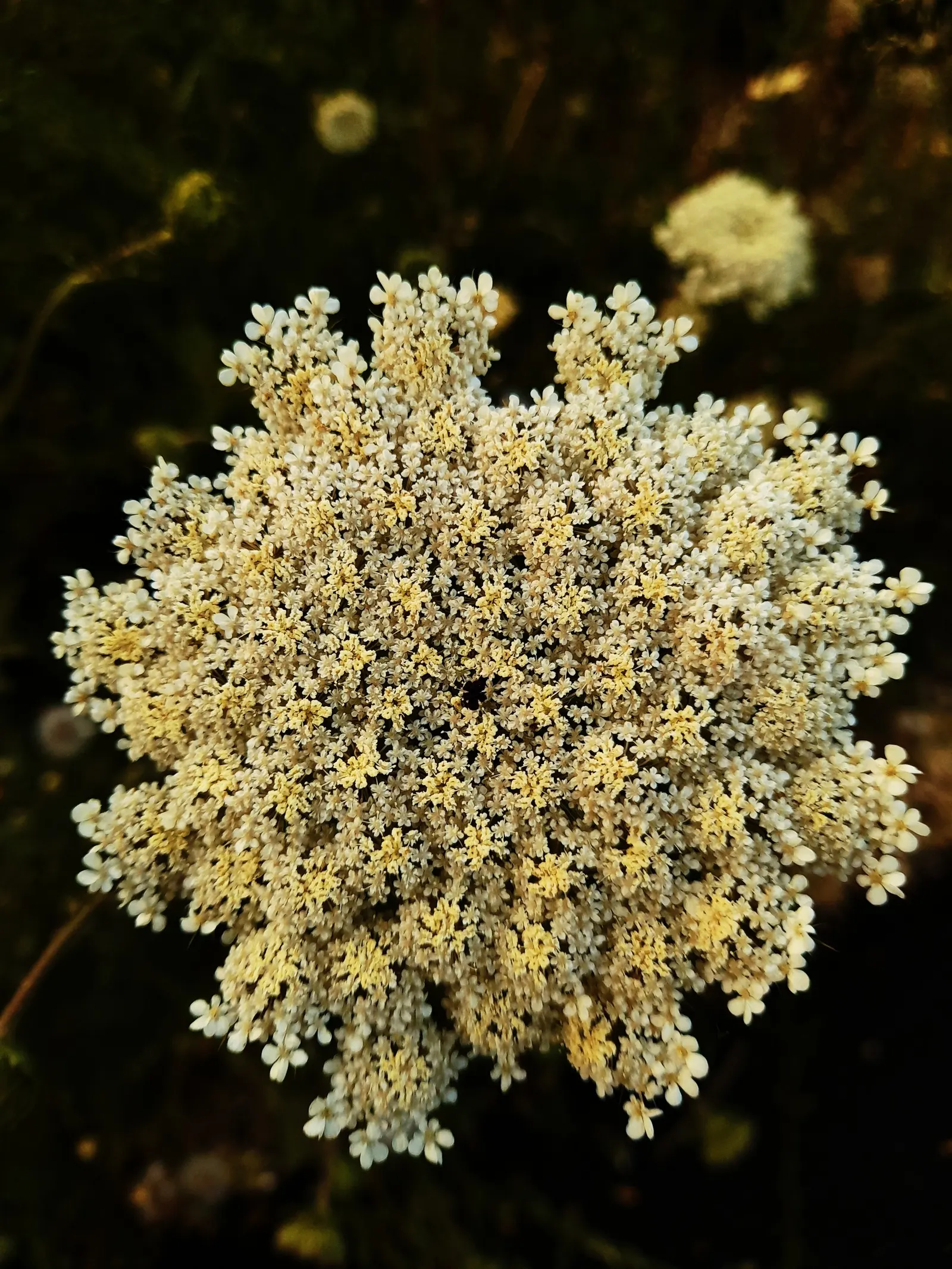 Carrot (Daucus Carota) — When designing for carrots; often grown as an annual in home gardens for its edible taproots, image 71
