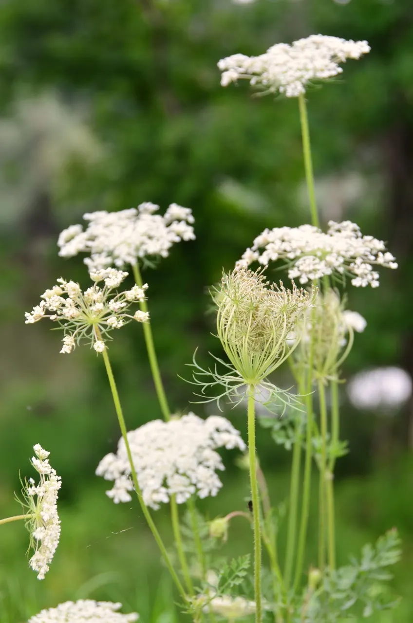 Carrot (Daucus Carota) — requiring at least 6 to 8 hours of direct sunlight daily; carrots are famed for their vibrant orange color, image 129