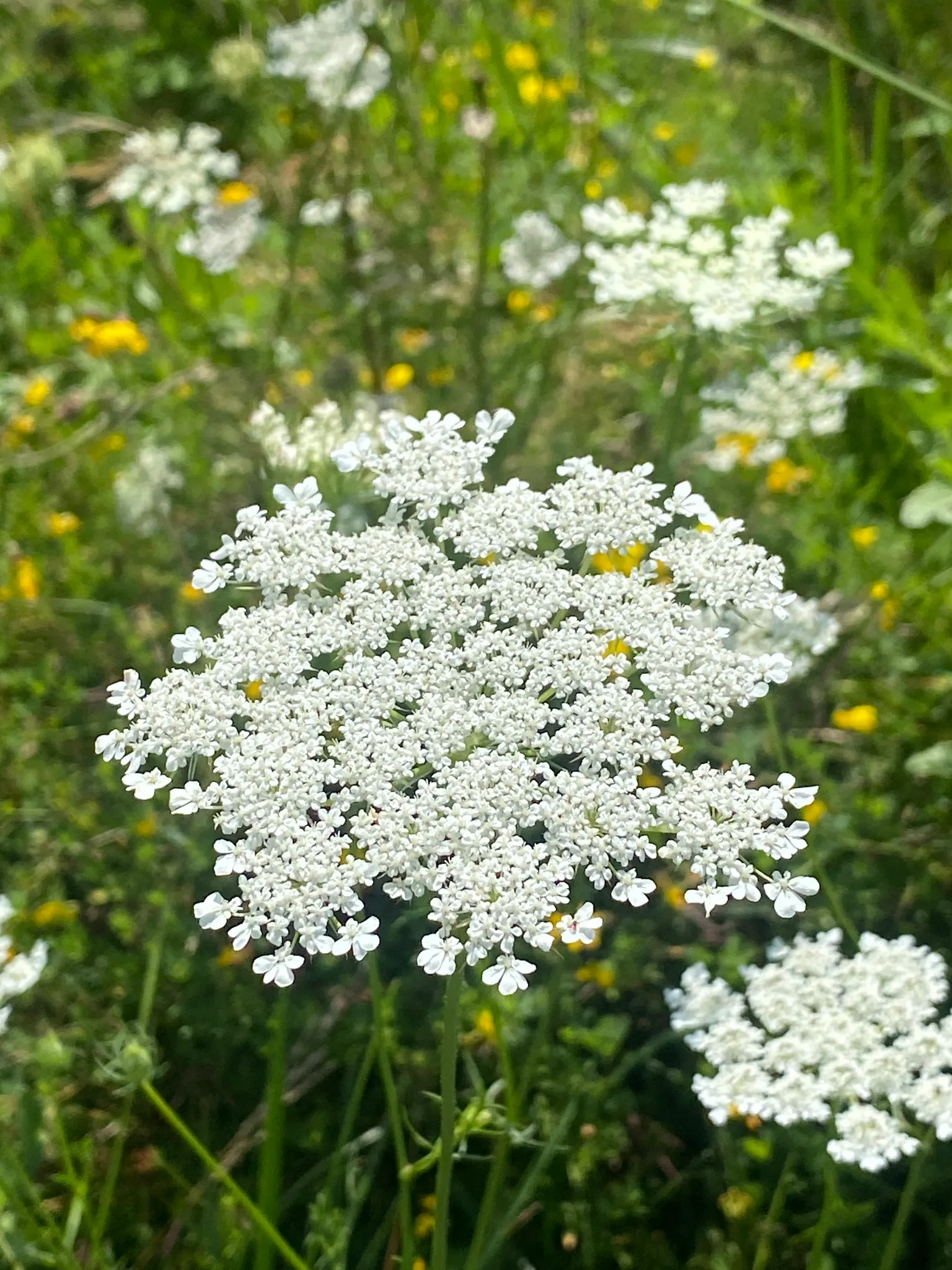 Carrot (Daucus Carota) — The feathery foliage reaches 12 inches high; adding a spectrum of interest to any garden design, image 110